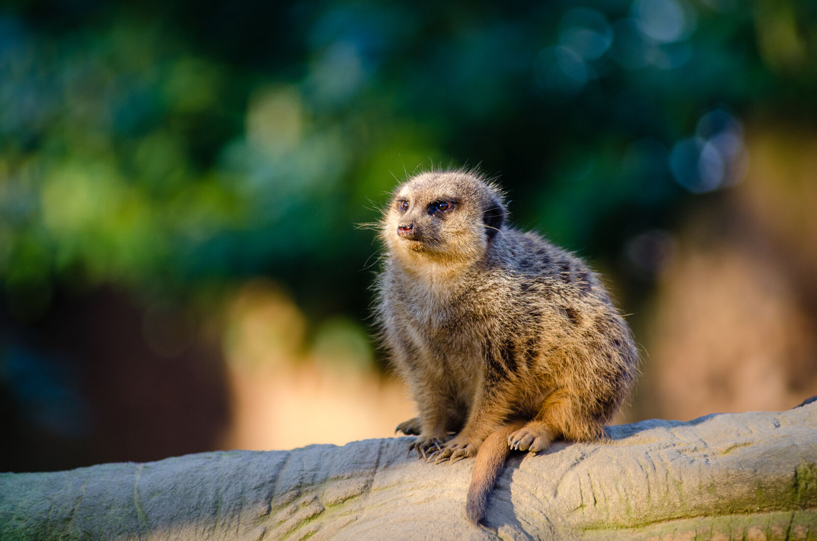 AF Zoom-Nikkor 80-200mm f/2.8 ED sample photo. Animal, fur, bokeh, outdoors photography