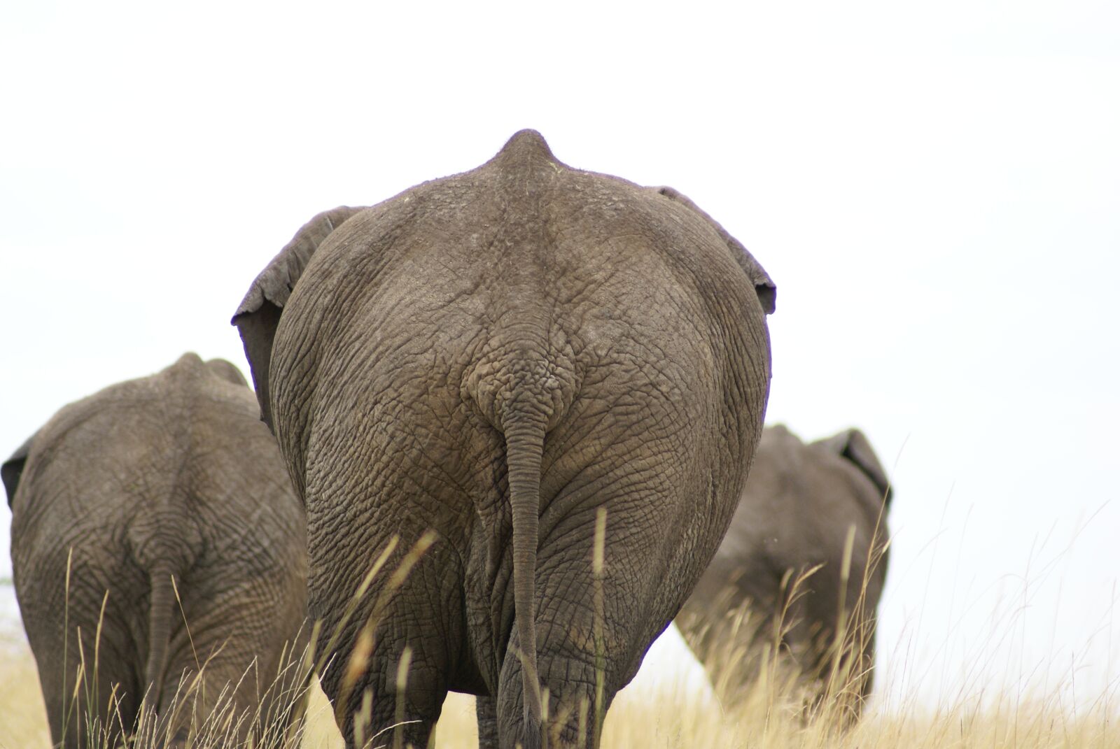 Sony Alpha DSLR-A100 sample photo. Elephant, africa, safari photography