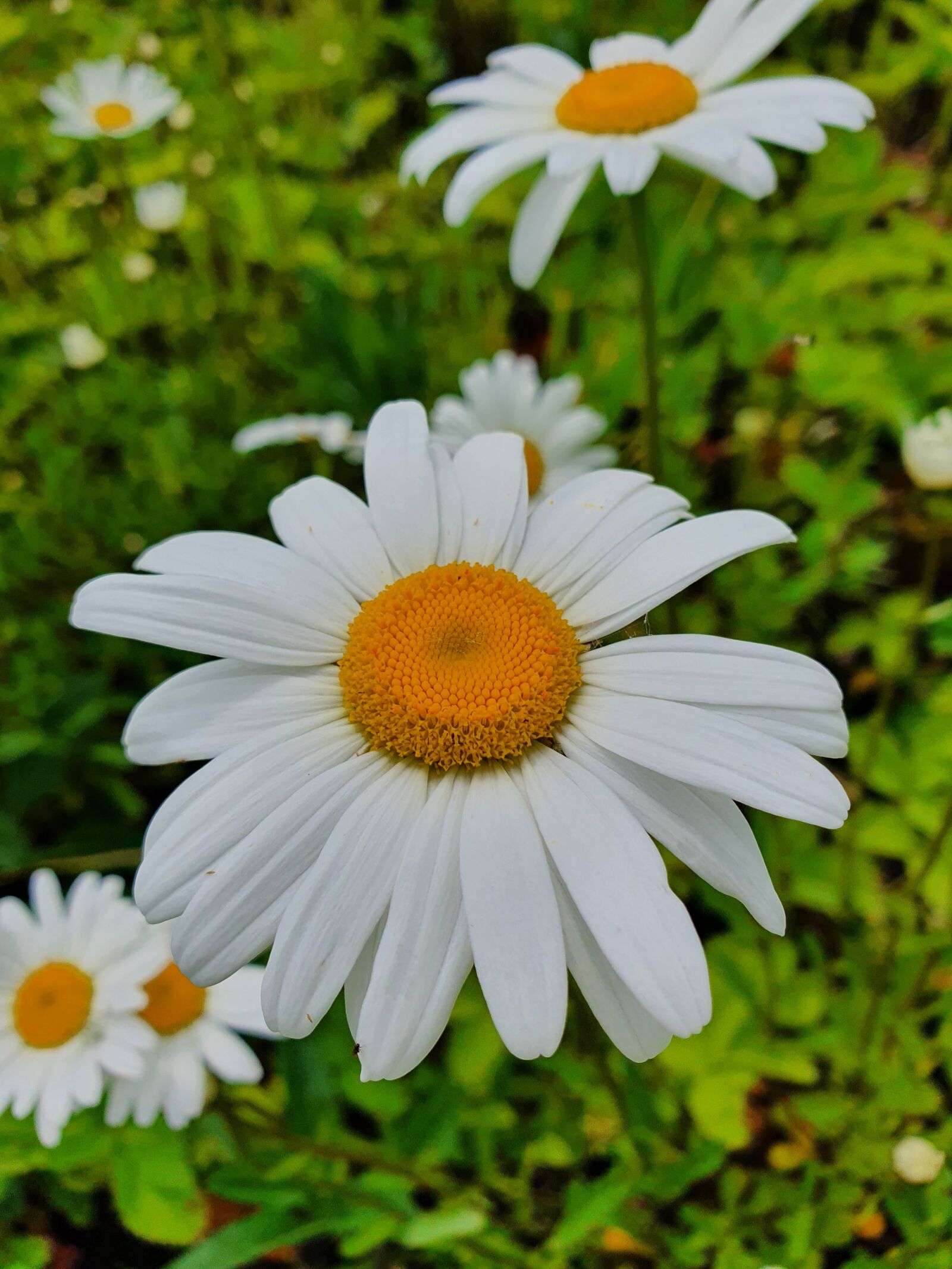 Samsung Galaxy S10 sample photo. Chamomile, field, summer photography