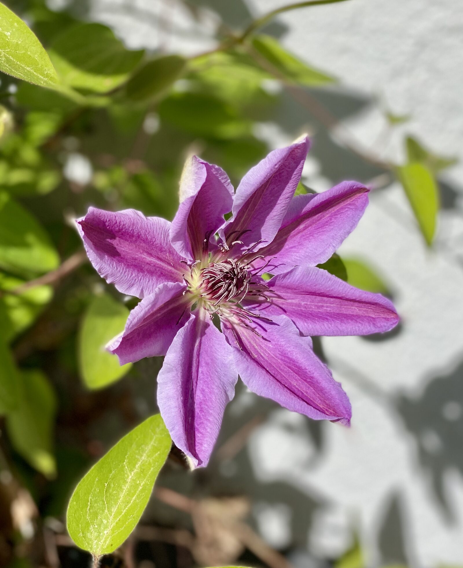 iPhone 11 Pro back dual camera 6mm f/2 sample photo. Blossom, bloom, purple photography