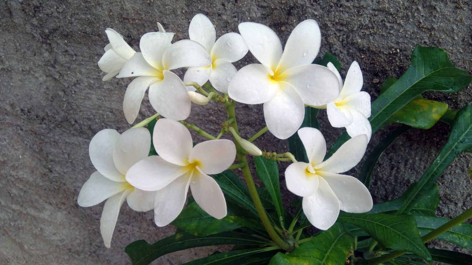 Xiaomi MIX sample photo. Flower, white, nature photography