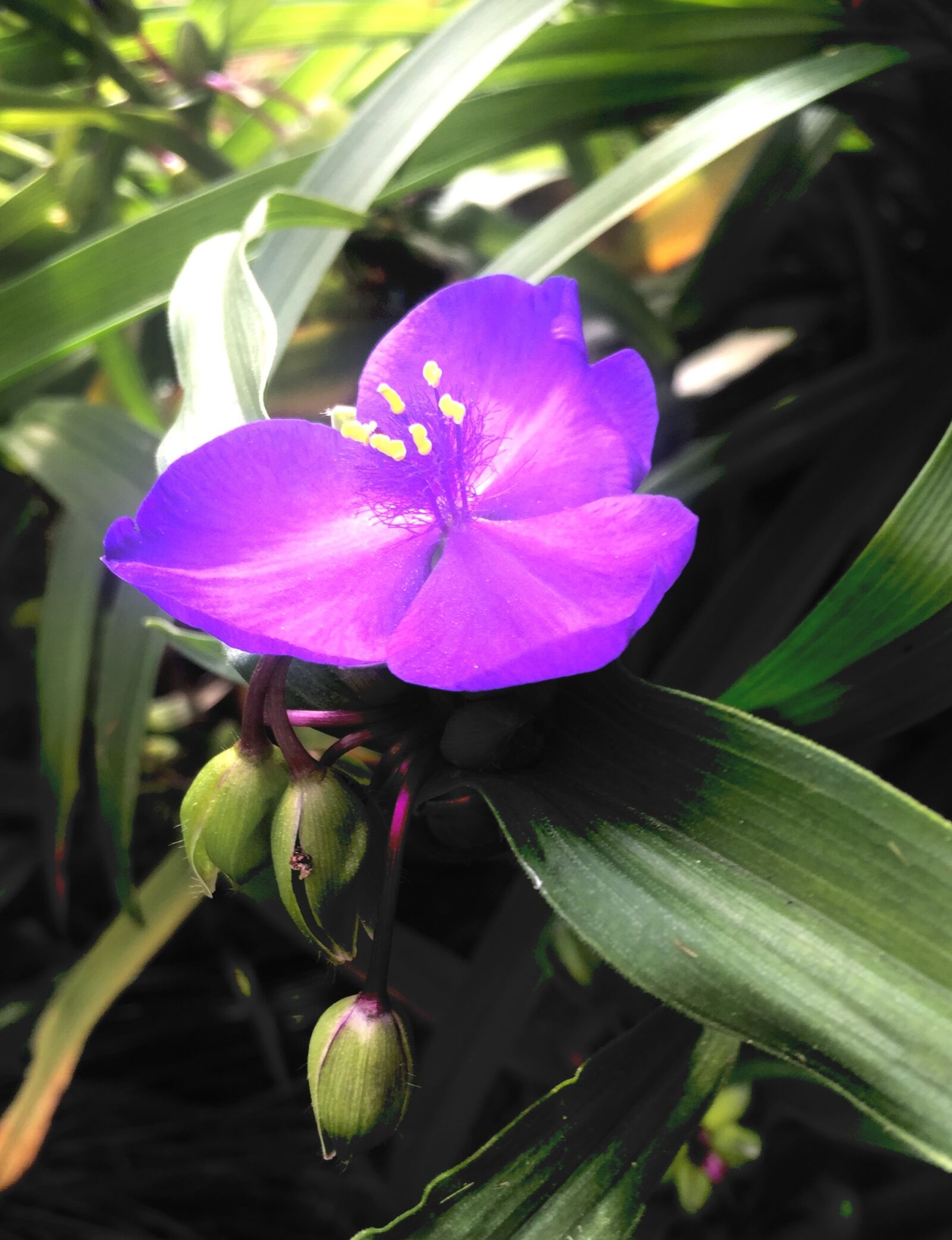 Apple iPhone 6 sample photo. Purple, plant, garden photography