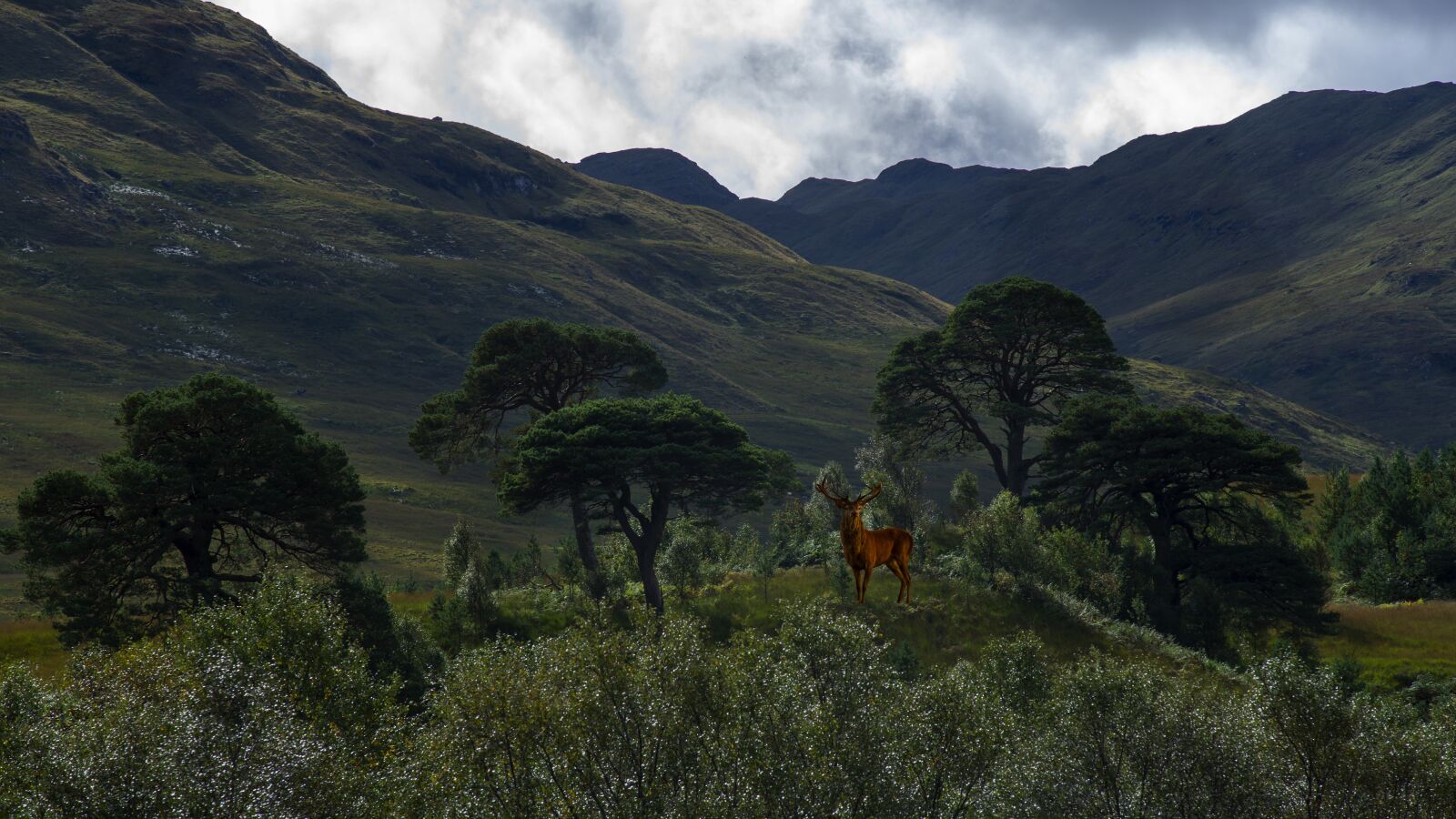 Sony Alpha DSLR-A850 sample photo. The scottish highlands, deer photography