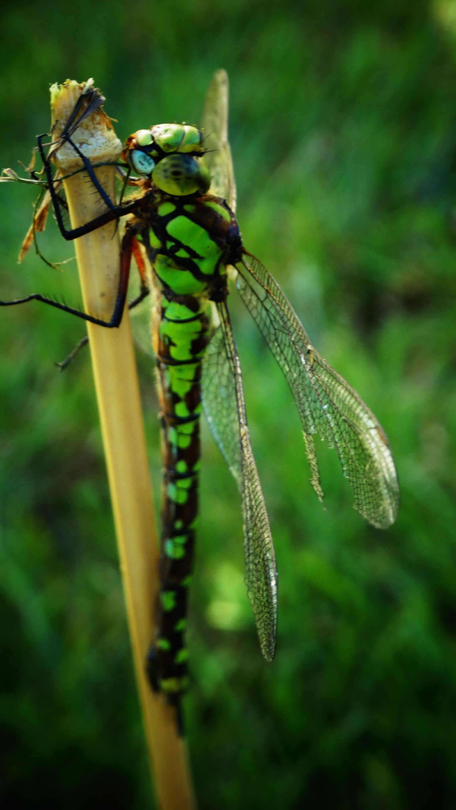 Sony Cyber-shot DSC-HX300 sample photo. Dragonfly, insect, bug photography