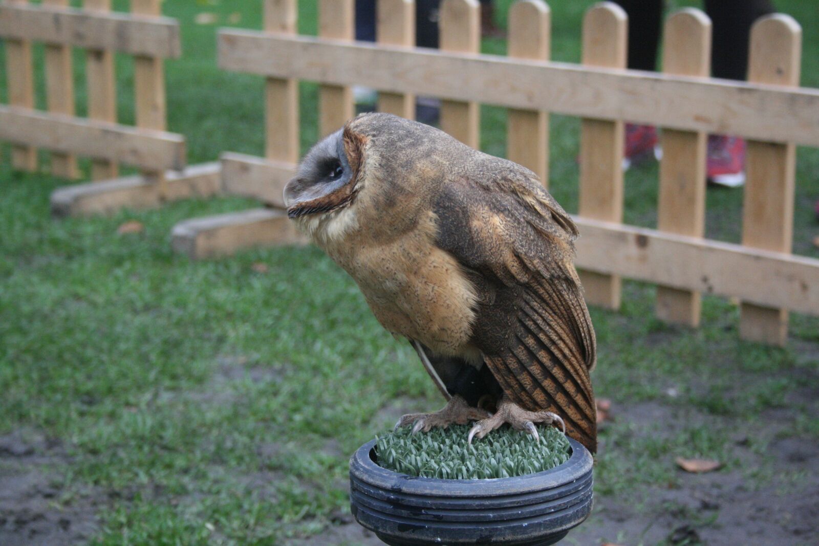 Canon EOS 400D (EOS Digital Rebel XTi / EOS Kiss Digital X) sample photo. Owl, animal, bird photography