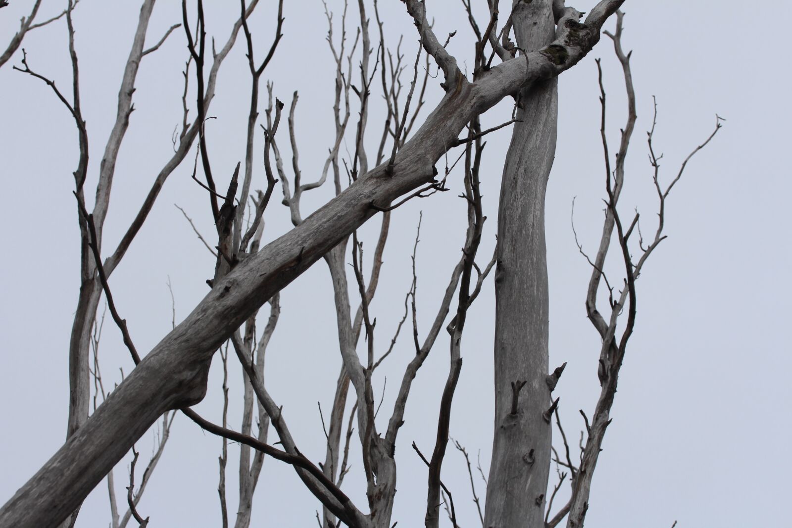 Canon EF-S 60mm F2.8 Macro USM sample photo. Tree, nature, wood photography