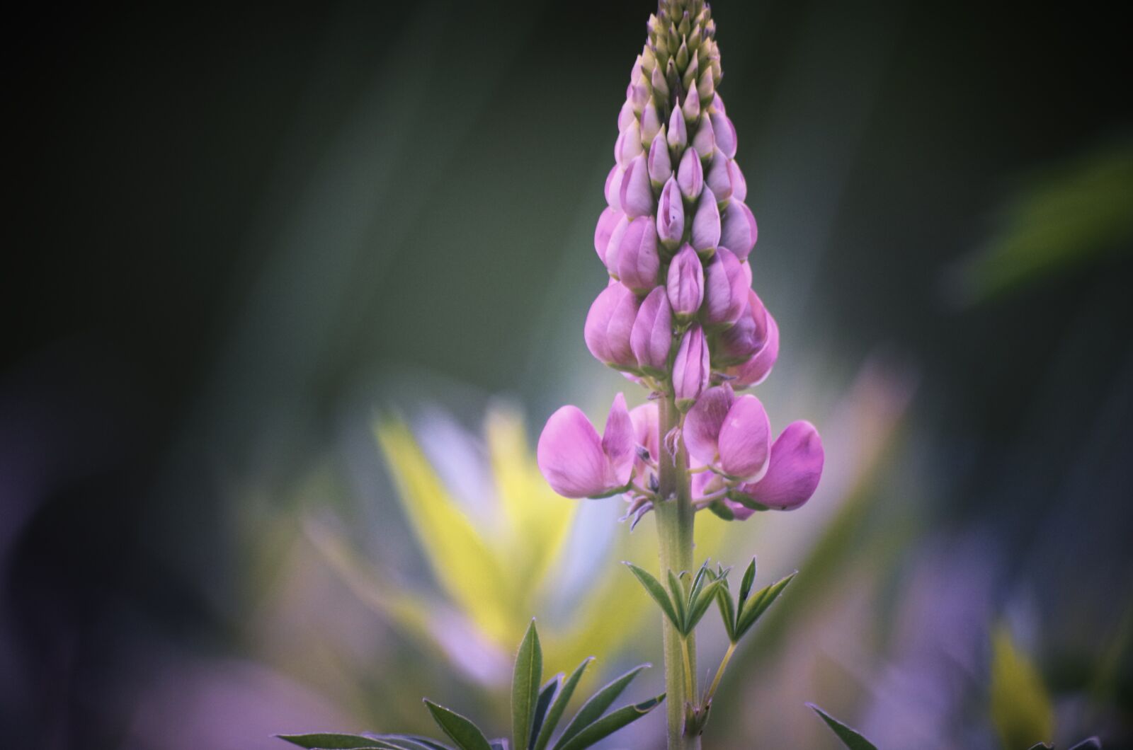 Pentax K-30 sample photo. Flower, lupine, plant photography