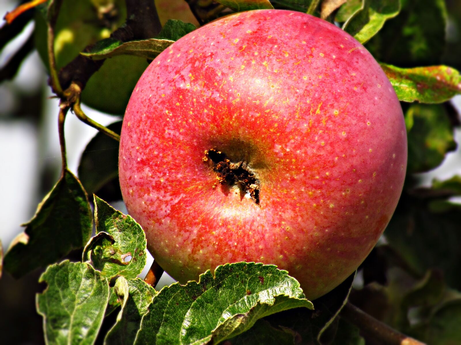 Canon PowerShot SX30 IS sample photo. Apple, fruit, apples photography