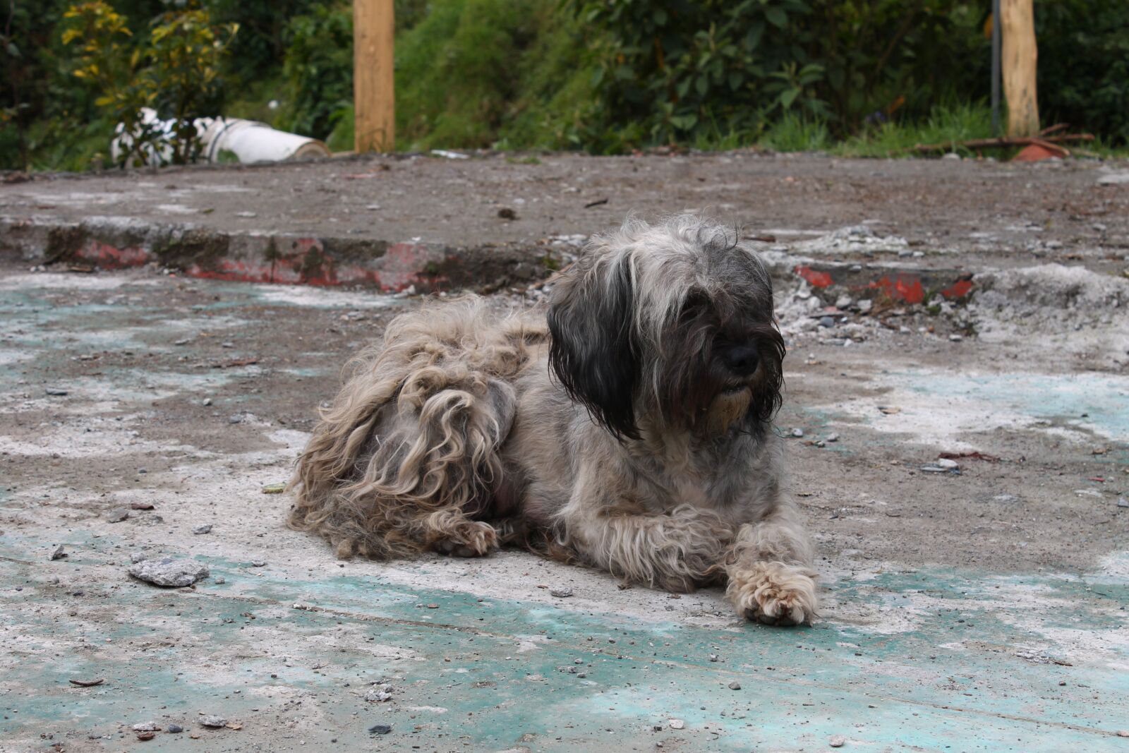 Canon EOS 1100D (EOS Rebel T3 / EOS Kiss X50) sample photo. Cuzco, dog, animal photography