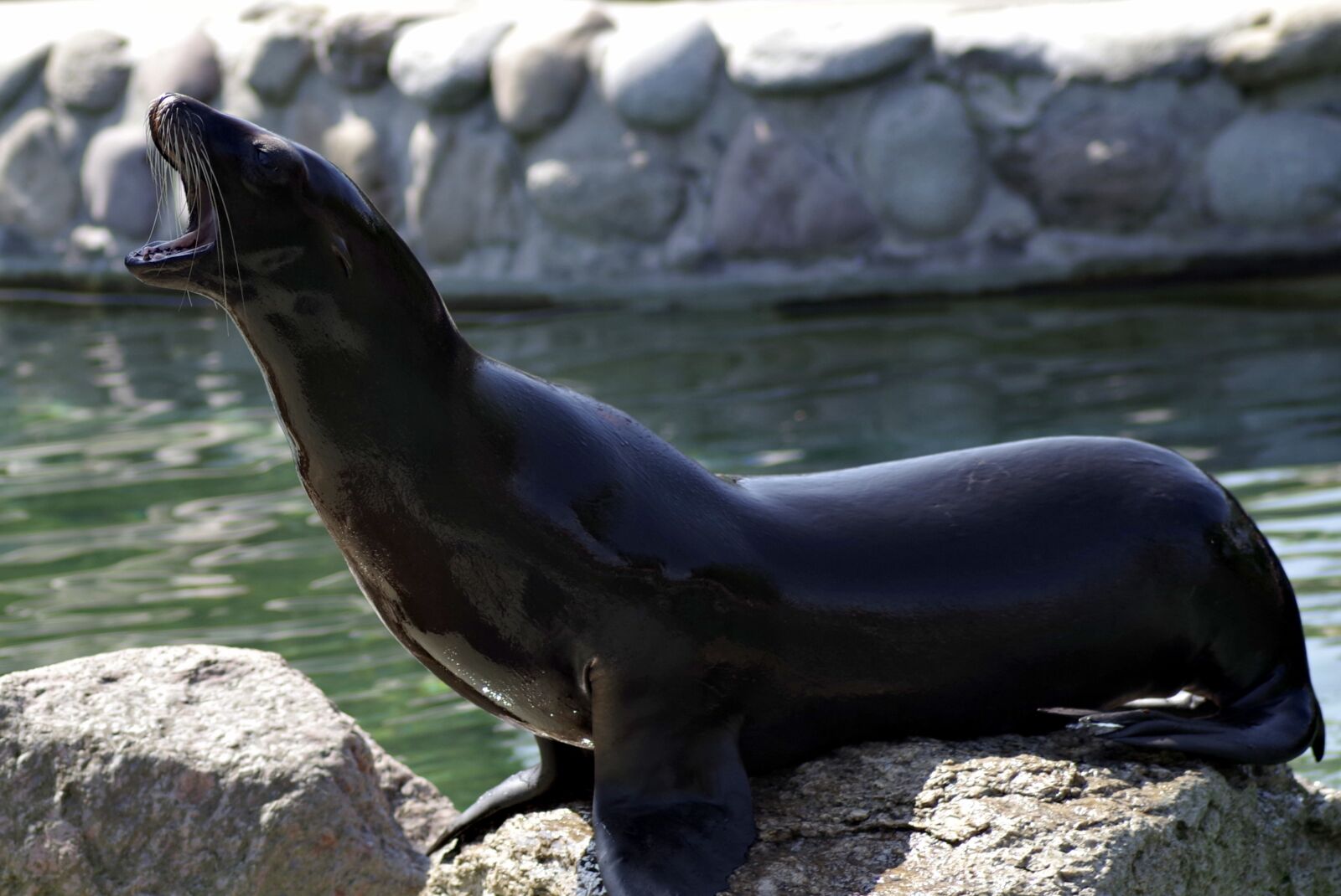 Pentax K-S2 sample photo. Sea ​​lion, animal, foka photography