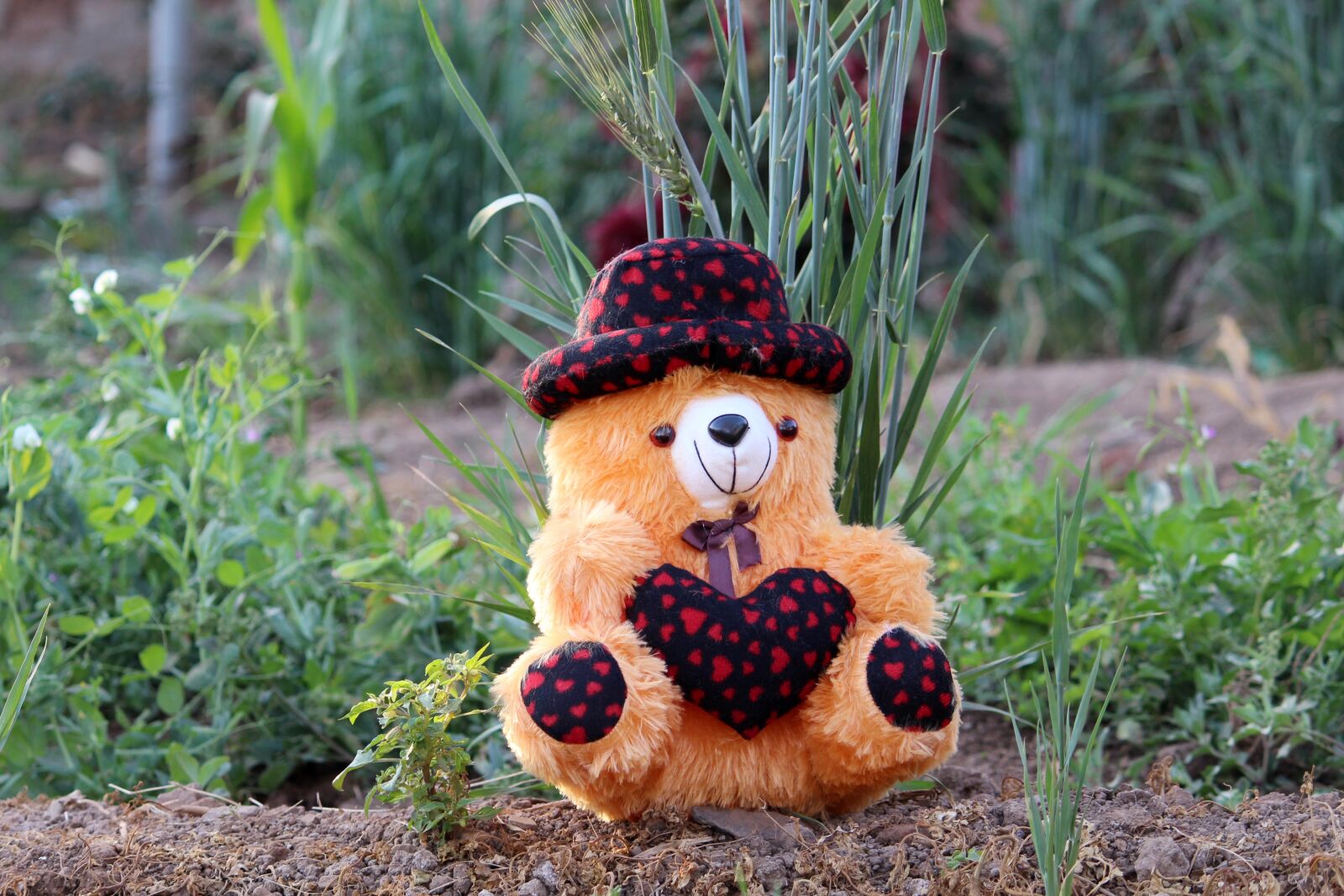 Canon EOS 700D (EOS Rebel T5i / EOS Kiss X7i) sample photo. Nature, teddy bear, teddy photography