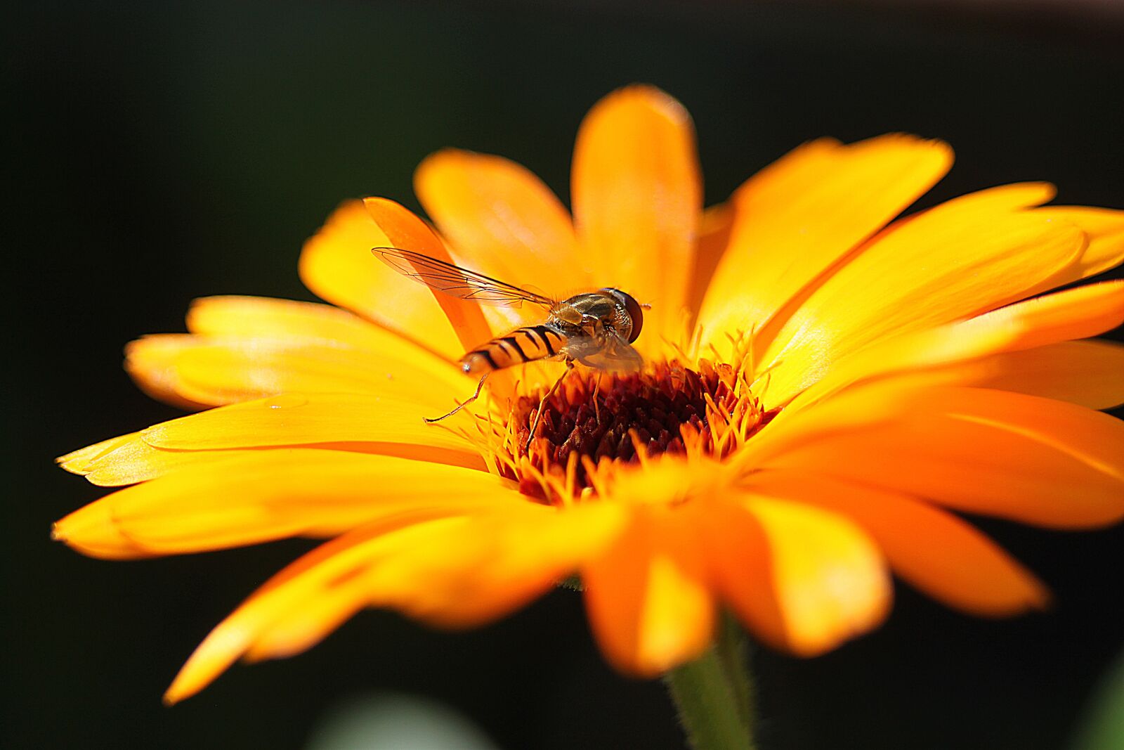 Canon EOS 500D (EOS Rebel T1i / EOS Kiss X3) sample photo. Flower, blossom, bloom photography