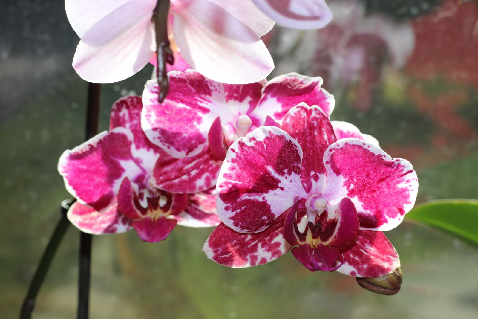 Canon EOS 77D (EOS 9000D / EOS 770D) sample photo. Flower, orchid, orchid flower photography