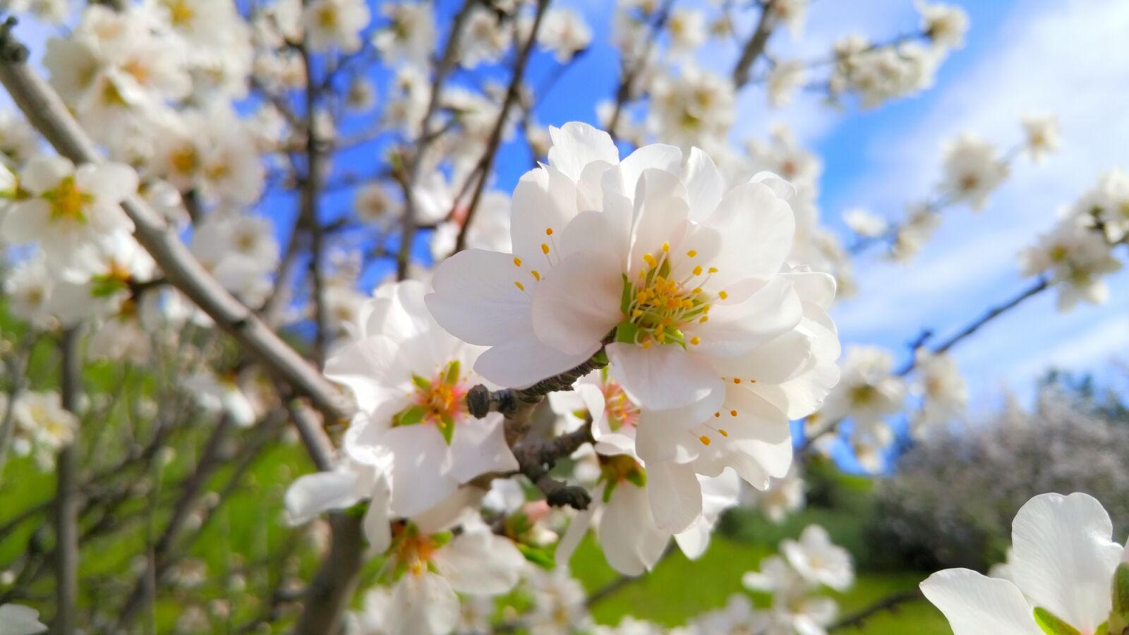 LG G4 sample photo. Cherry flowers, spring photography
