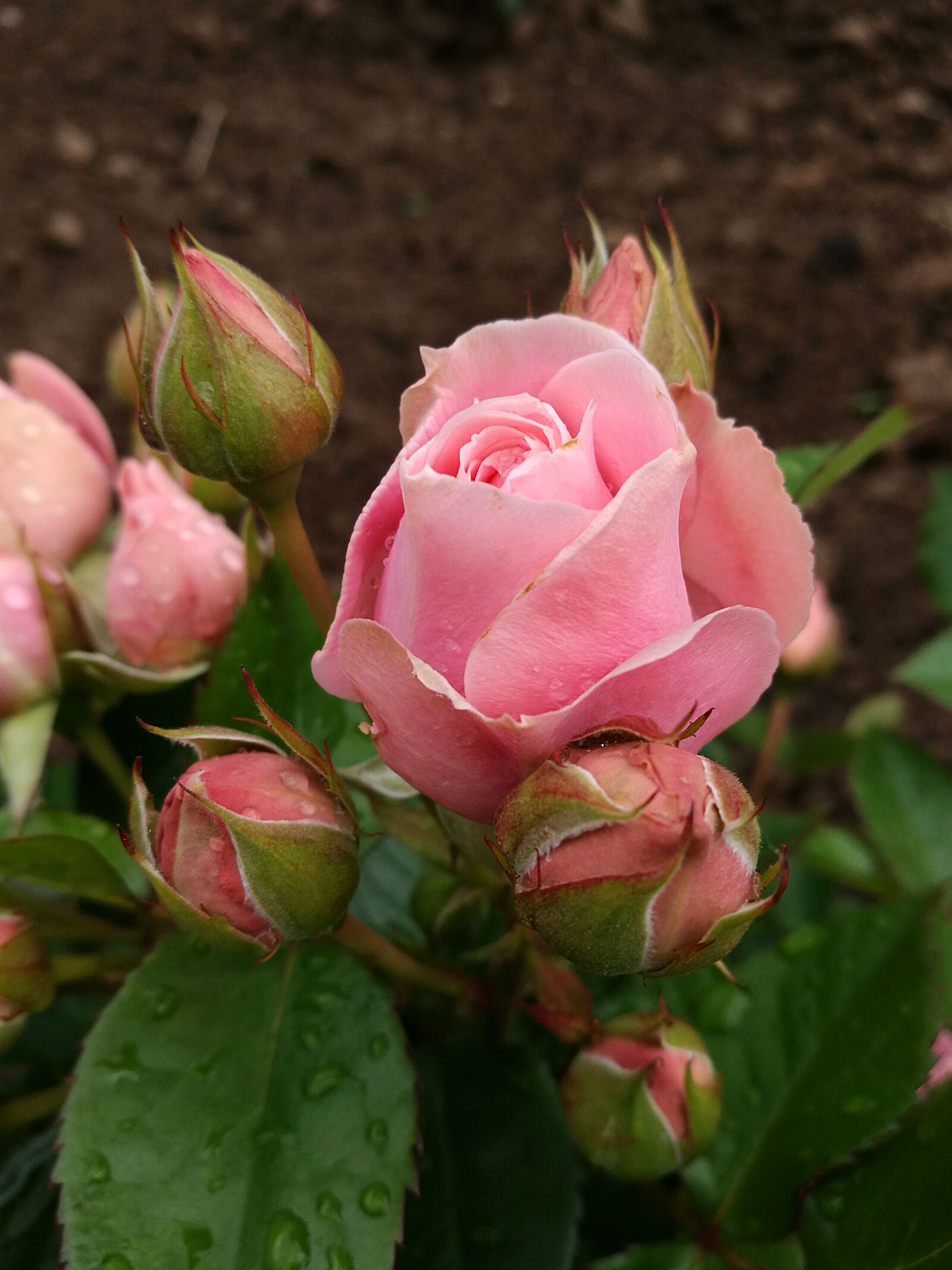 HUAWEI P9 sample photo. Rose, bud, summer photography
