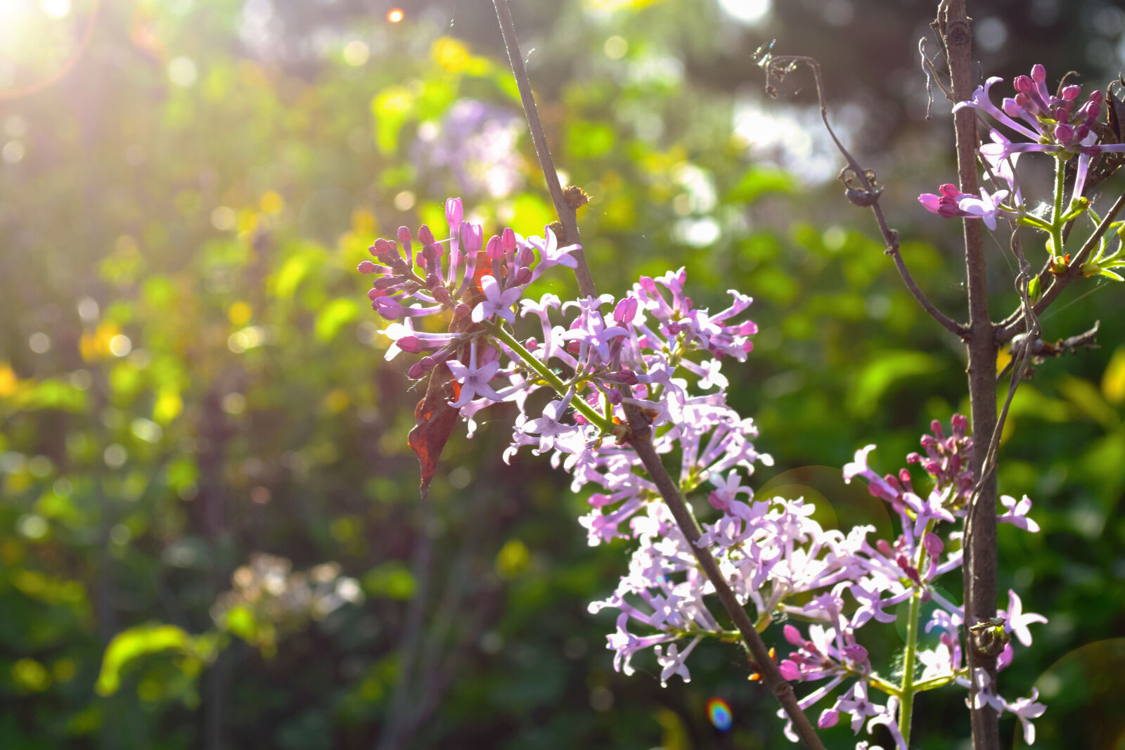 Nikon D5300 sample photo