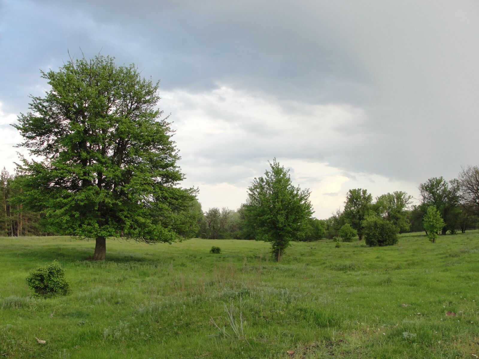 Sony Cyber-shot DSC-H20 sample photo. Glade, trees, meadow photography