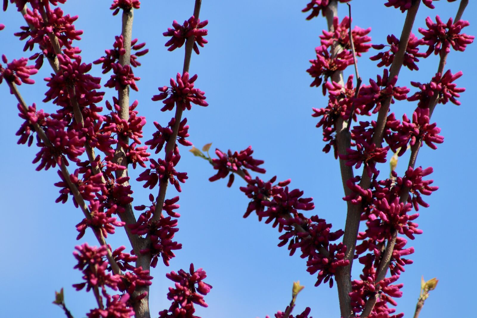 Canon EOS 800D (EOS Rebel T7i / EOS Kiss X9i) sample photo. Judas tree, chinese judas photography