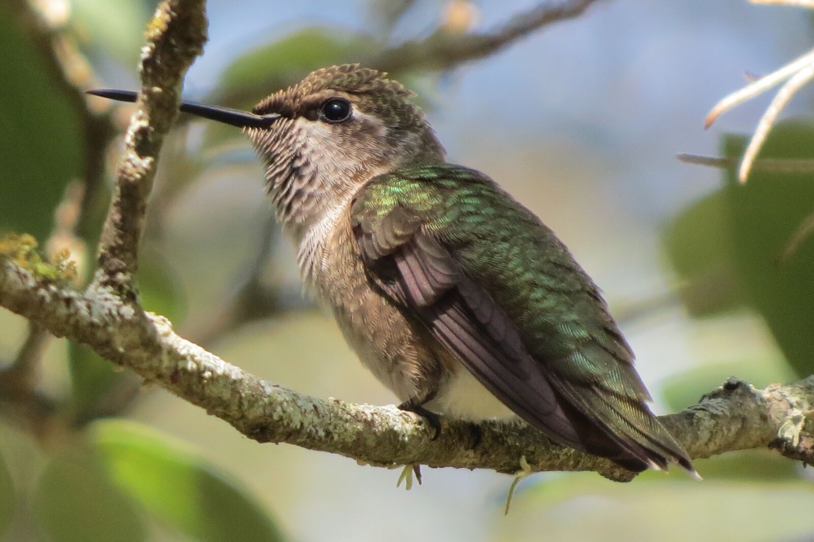 Canon PowerShot SX50 HS sample photo. Hummingbird, close up, green photography