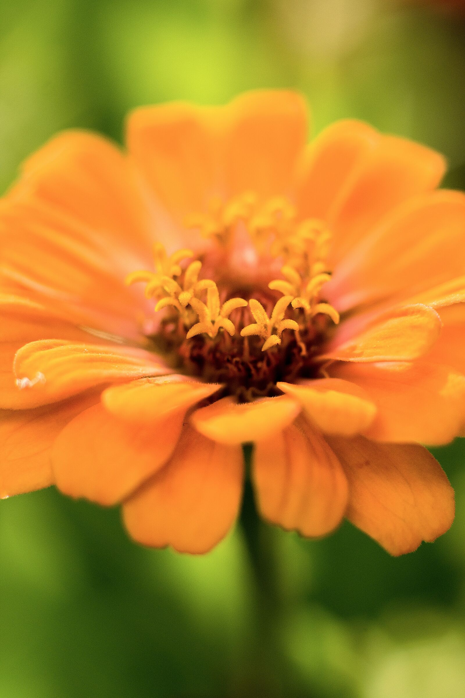 Nikon D7200 sample photo. Flower, garden, blossom photography