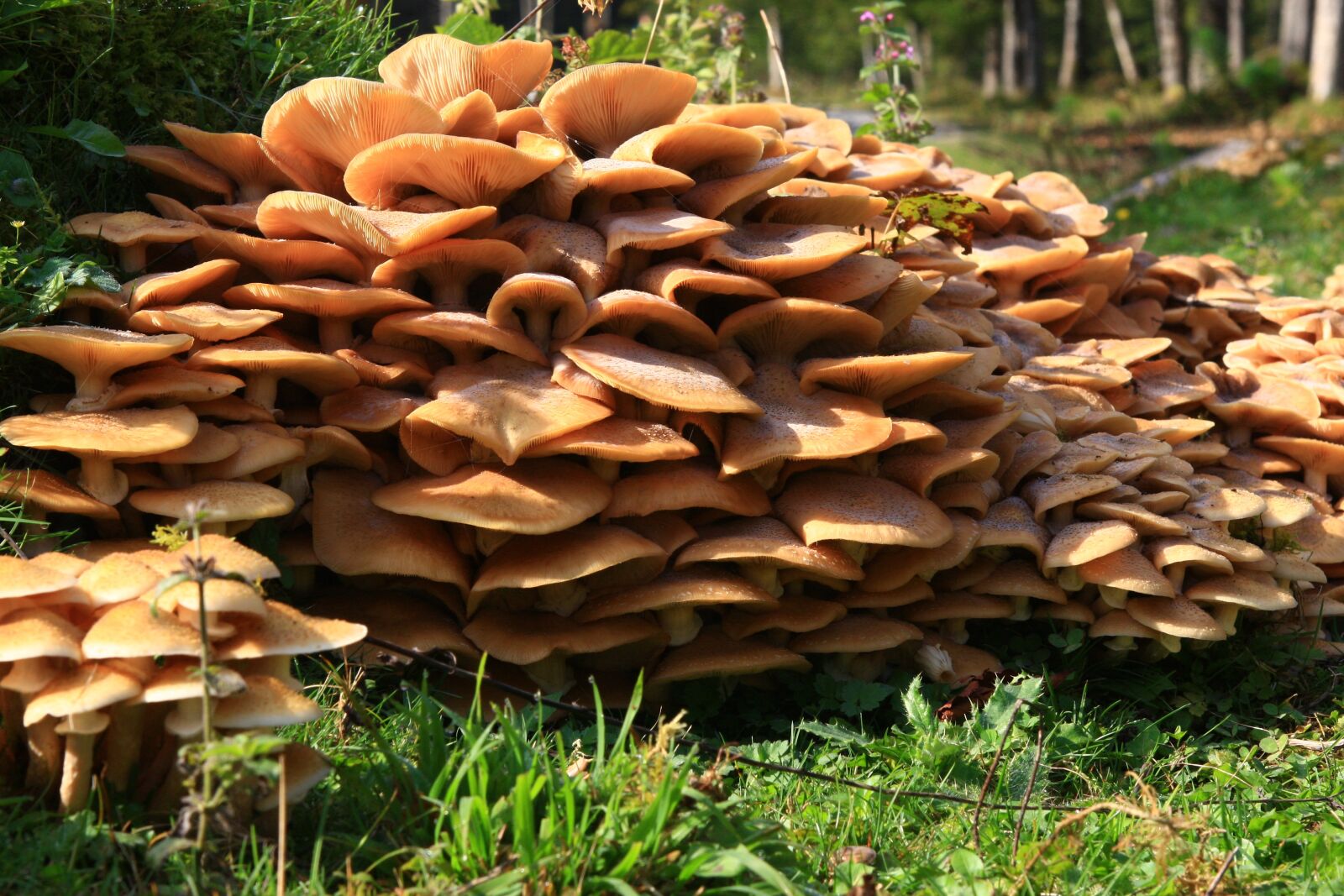 Canon EOS 40D sample photo. Mushrooms, nature, forest photography