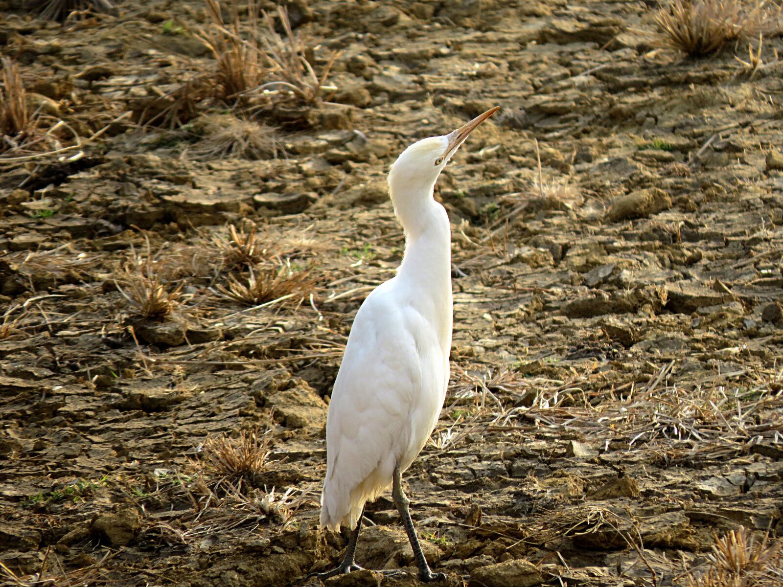 Canon PowerShot SX50 HS sample photo. Crane, bird, heron photography