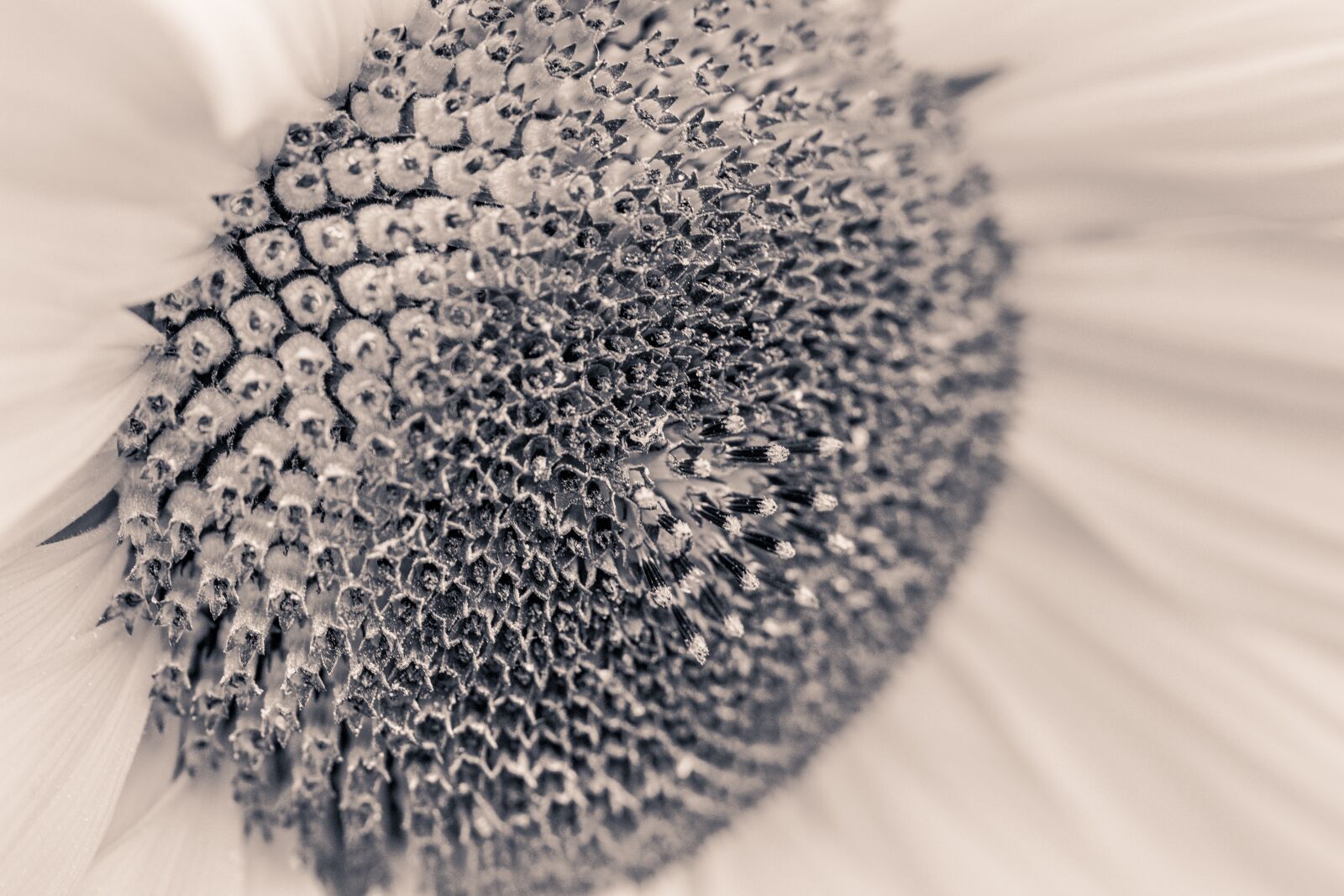 Canon EOS 70D sample photo. Sunflower, helianthus annuus, blossom photography