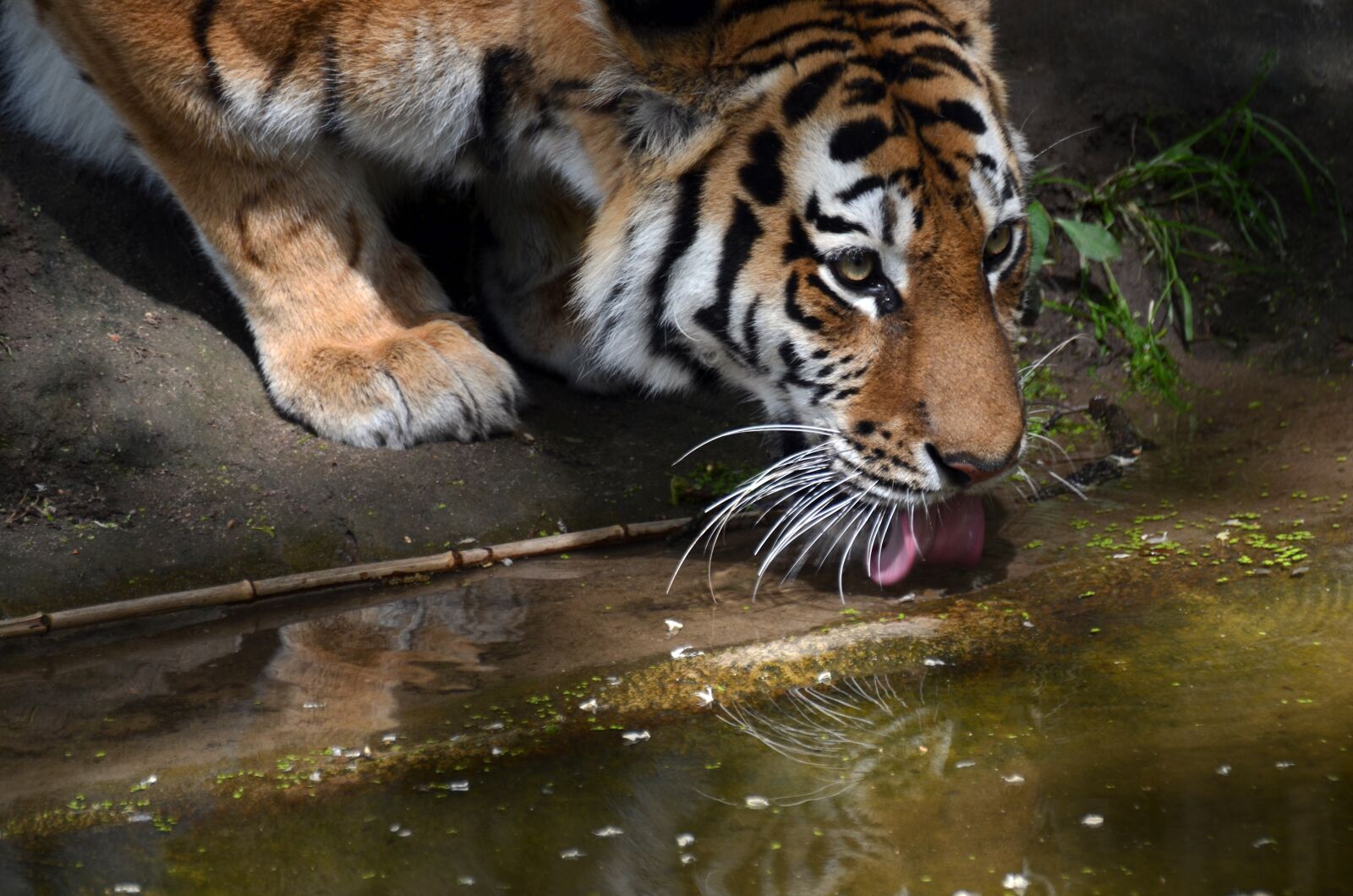 Nikon D7000 sample photo. Tiger, thirst, drink photography