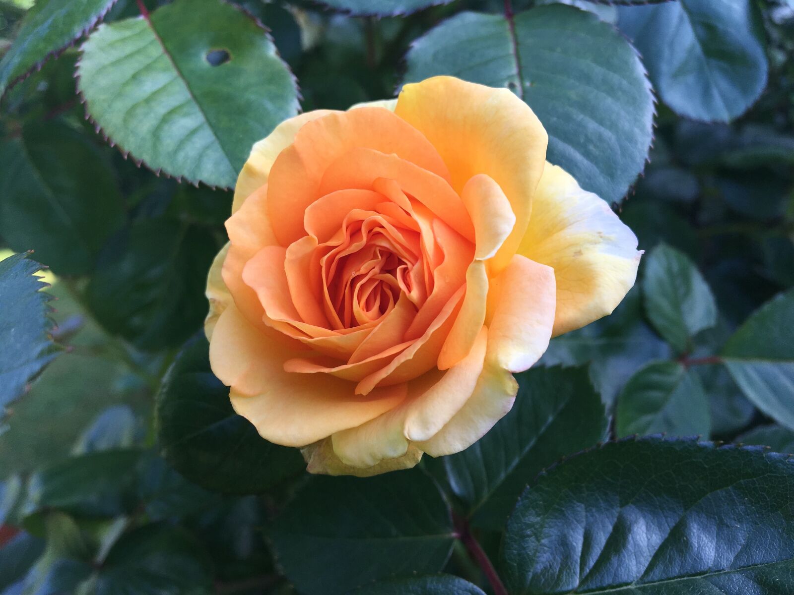Apple iPhone 6s sample photo. Flower, rose, garden photography