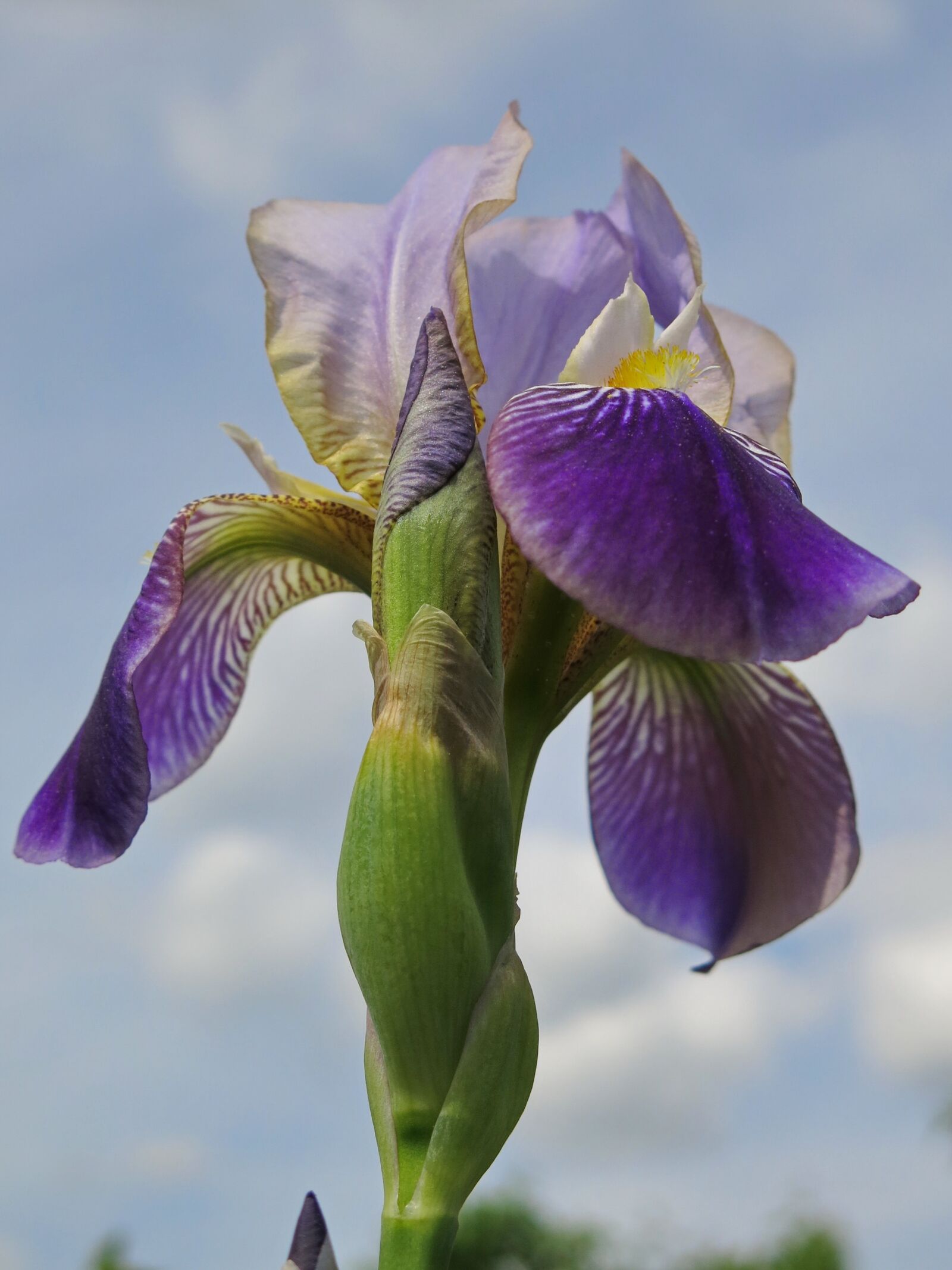 Canon PowerShot G15 sample photo. Bearded iris, iris, flower photography
