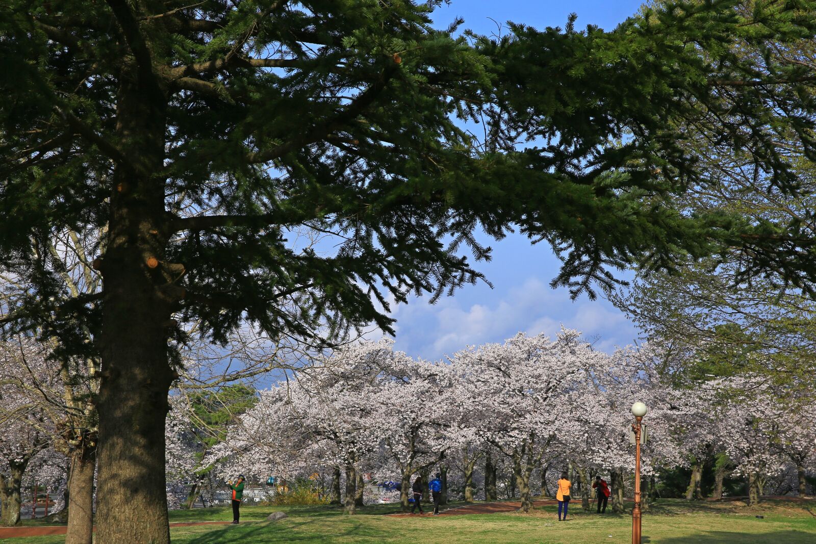 Canon EF 24-70mm F2.8L II USM sample photo. Racing, cherry flowers, park photography