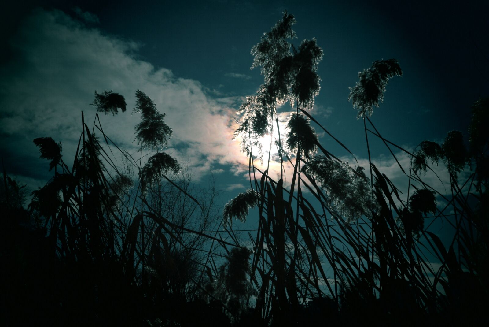 Canon EOS M10 sample photo. Nature, silhouetted, tree photography