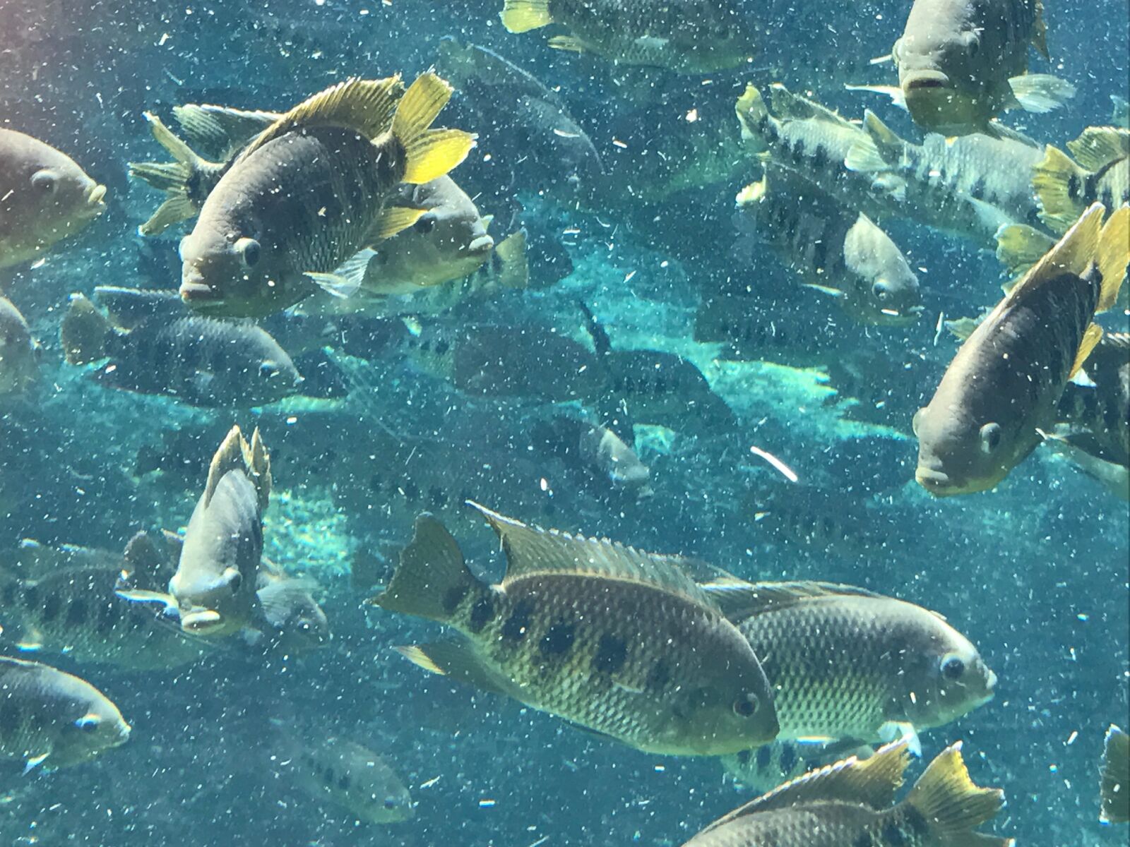 iPhone 7 back camera 3.99mm f/1.8 sample photo. Fish, zoo photography