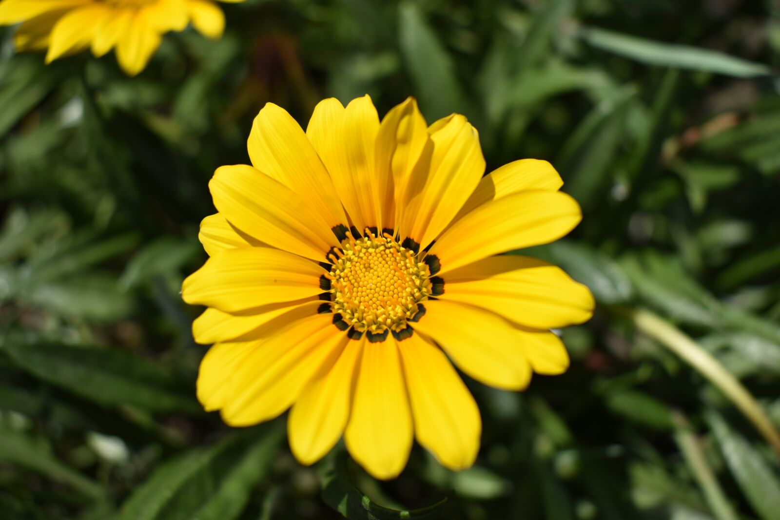 Nikon D3400 sample photo. Nature, plant, summer photography