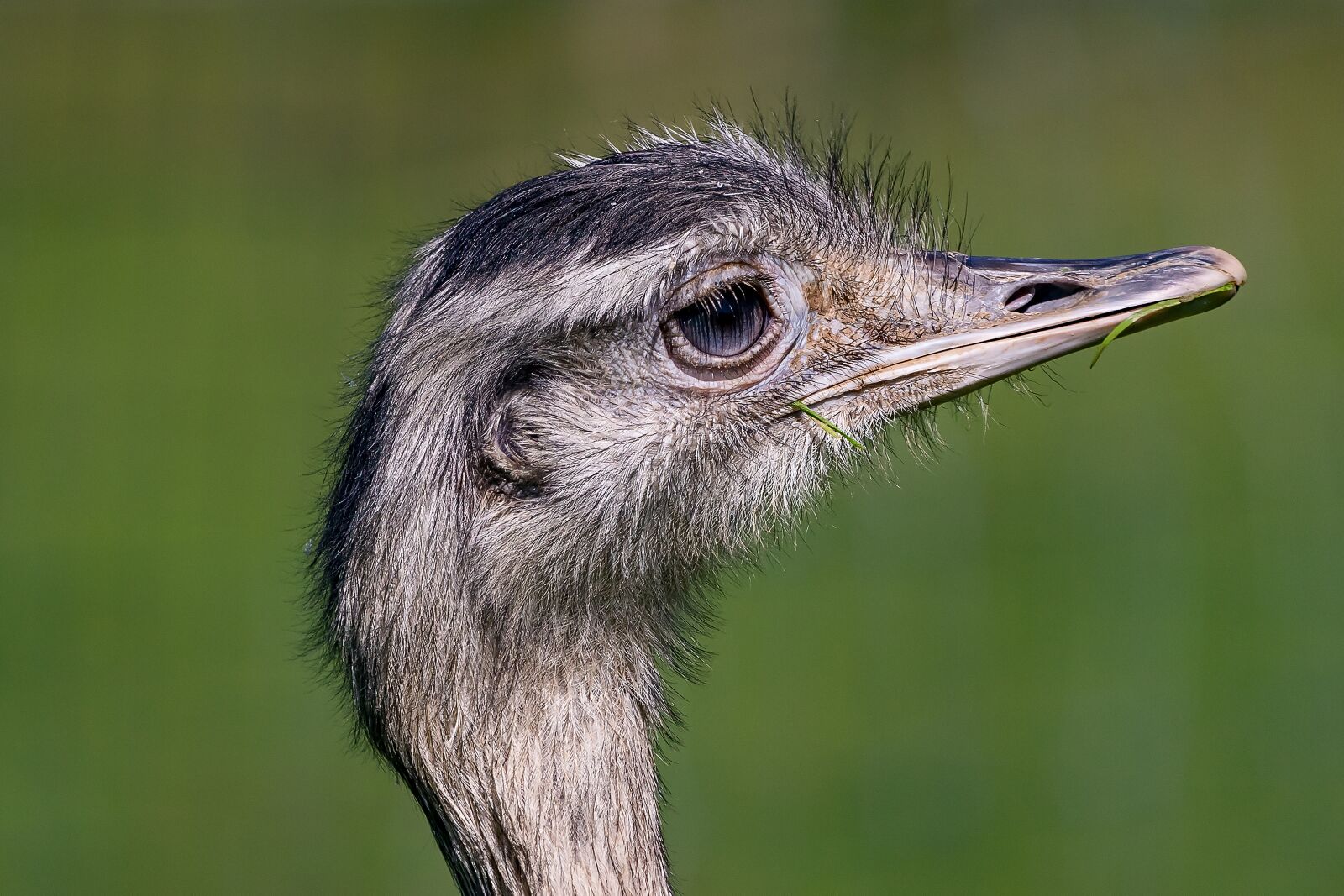 150-600mm F5-6.3 DG OS HSM | Contemporary 015 sample photo. Bird, rhea bird, zoo photography