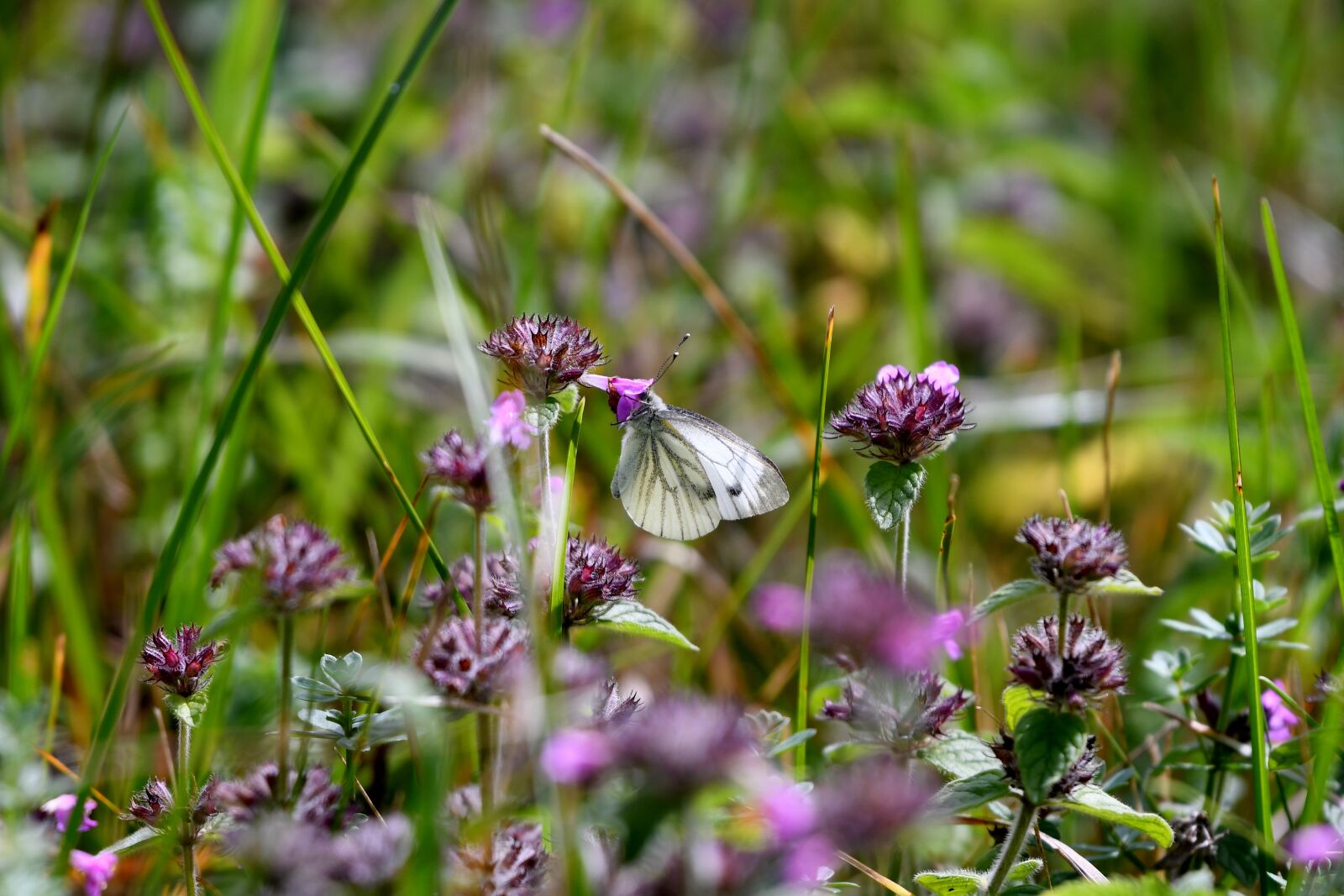 Nikon D500 sample photo. Butterfly, cabbage white, clover photography