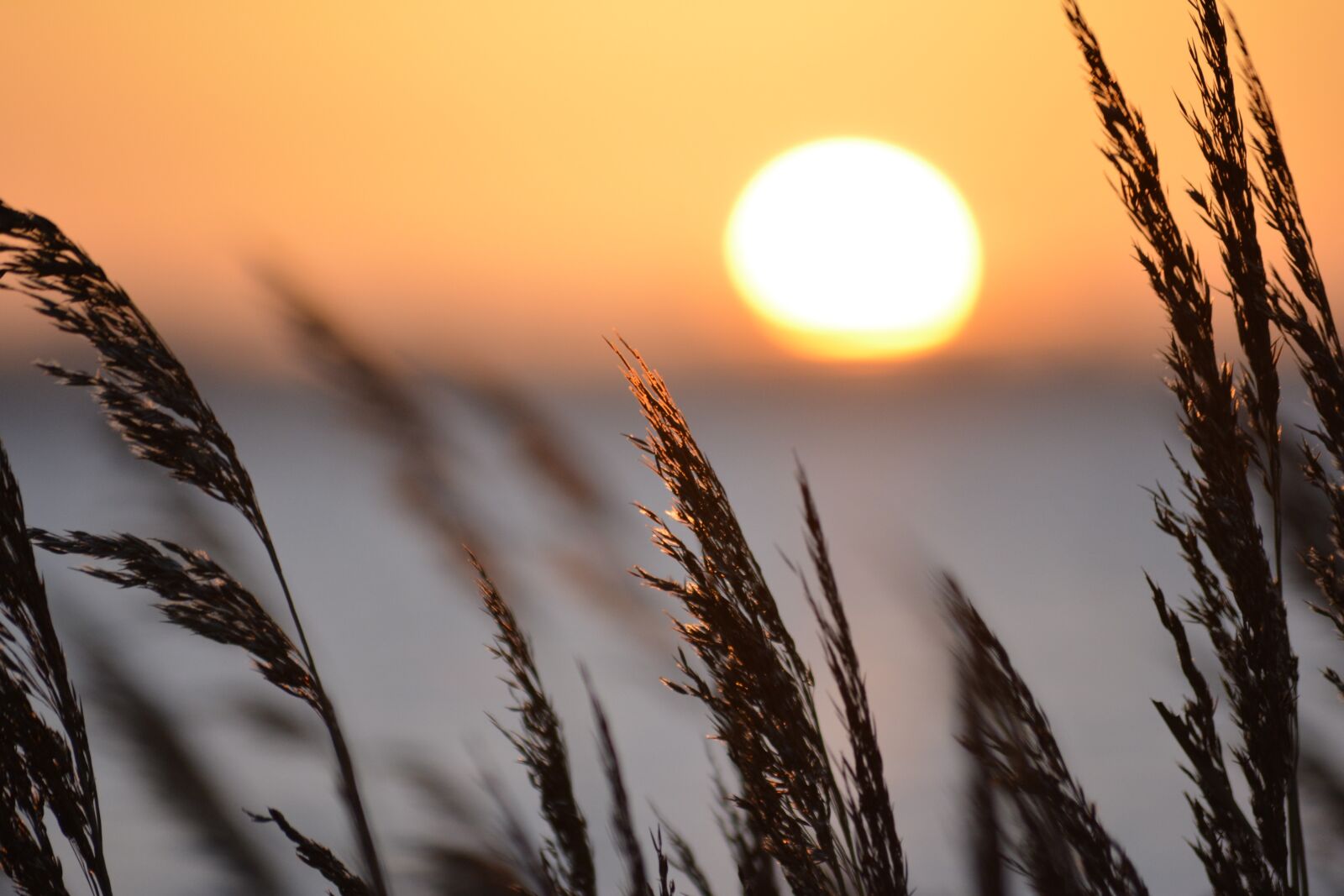 Nikon D5200 sample photo. Reed, sea, sunset photography