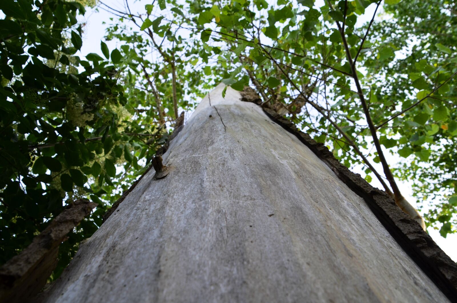 Nikon D5100 sample photo. Tree, log, bark photography