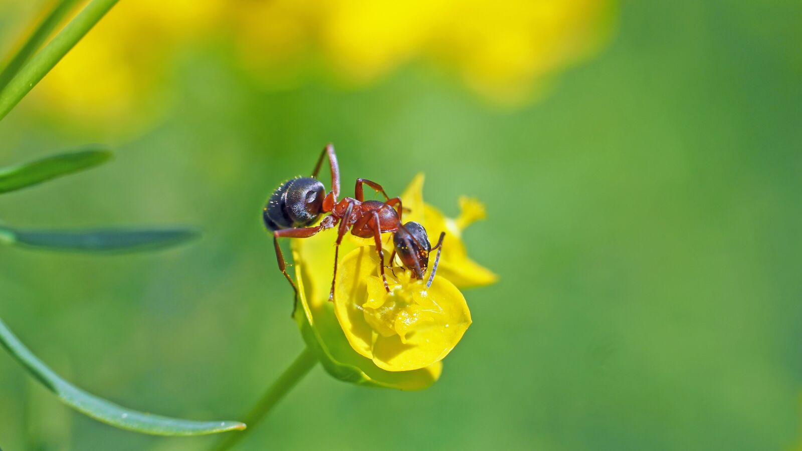 Olympus M.Zuiko Digital ED 60mm F2.8 Macro sample photo. Ant, wood ant, nature photography