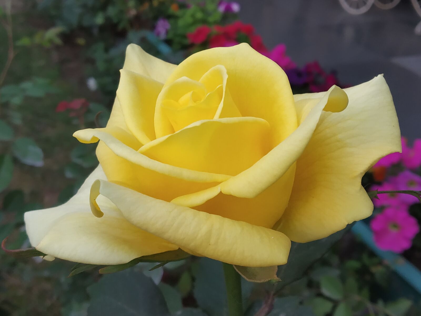 Xiaomi Redmi Note 5 Pro sample photo. Rose, yellow, flower photography
