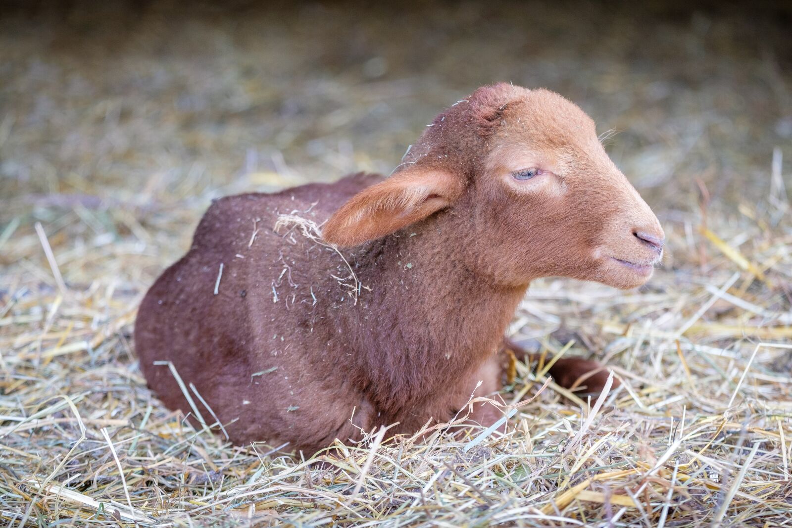 Fujifilm X-T2 + Fujifilm XF 55-200mm F3.5-4.8 R LM OIS sample photo. Lamb, baby, sheep photography