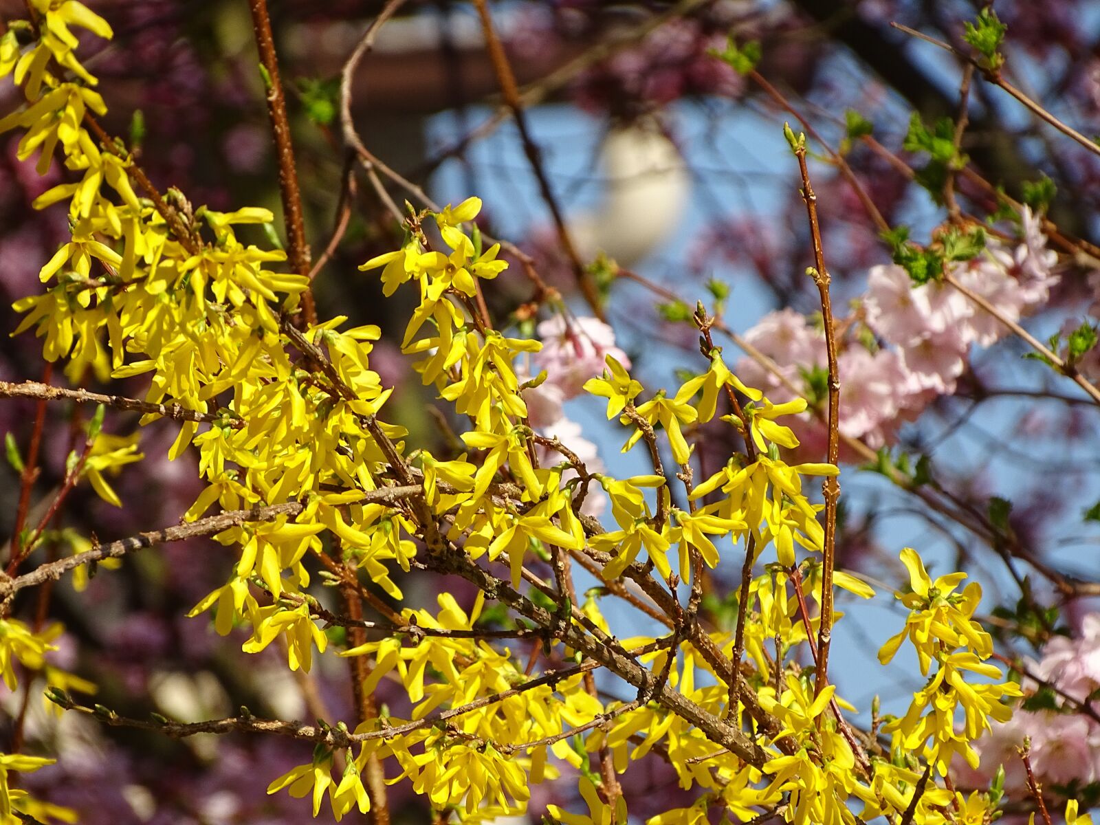 Sony Cyber-shot DSC-HX400V sample photo. Spring, nature, flowers photography