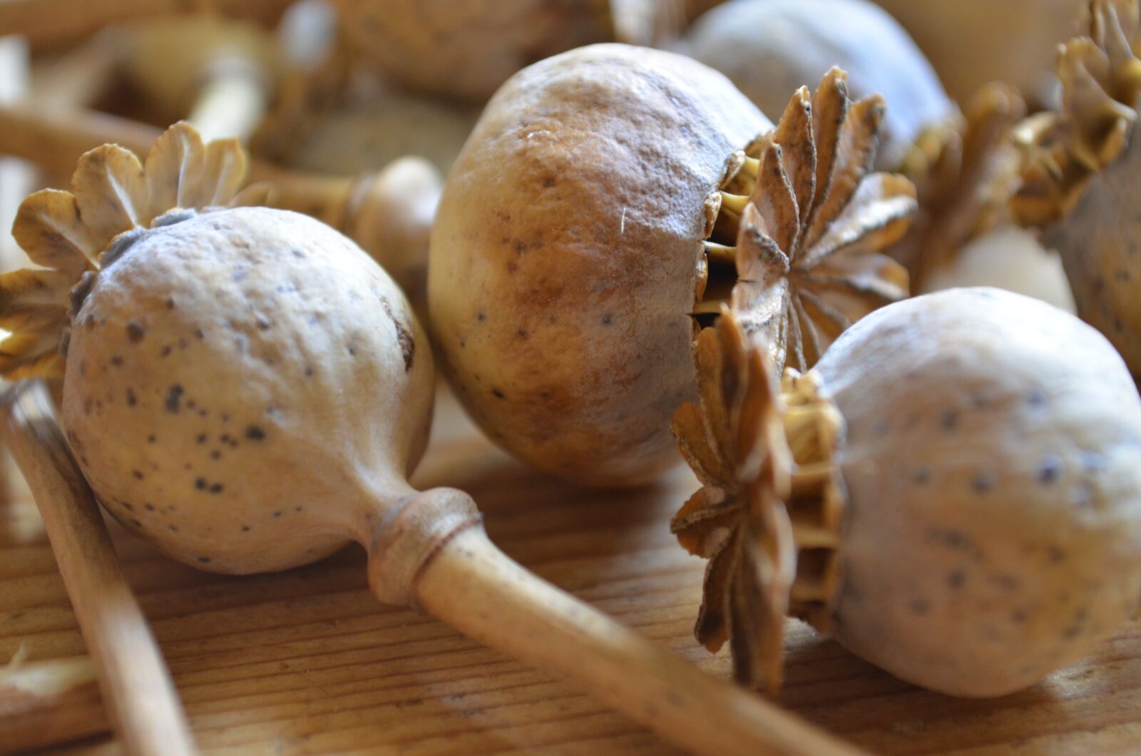 Nikon D5100 sample photo. Poppies dried, dried flowers photography