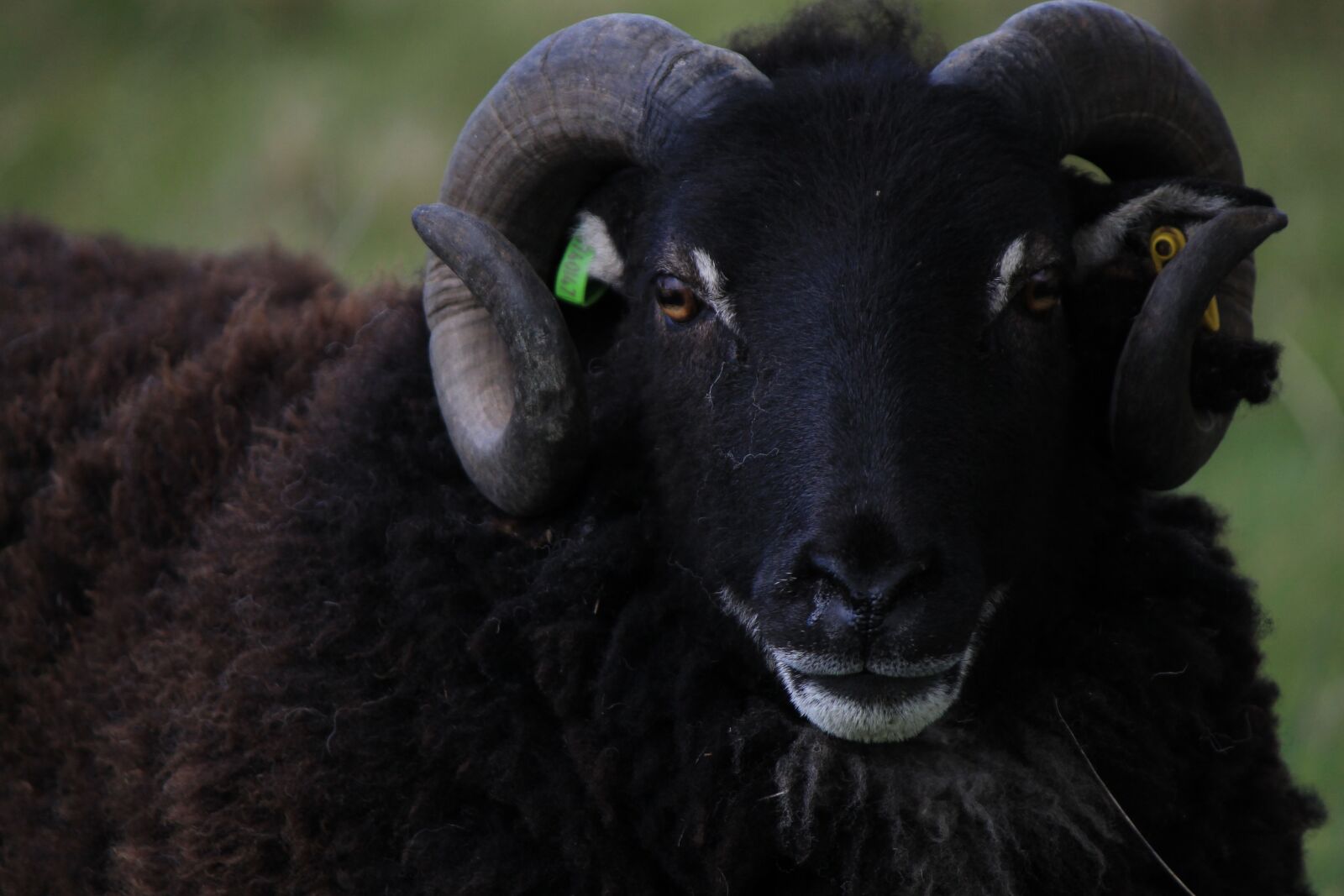 Canon EOS 1100D (EOS Rebel T3 / EOS Kiss X50) sample photo. Ram, sheep, horn photography