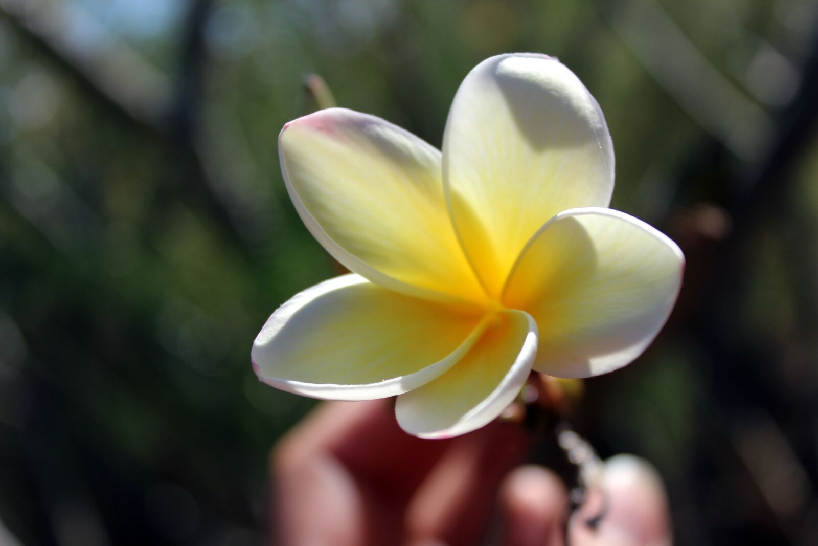 Canon EOS 600D (Rebel EOS T3i / EOS Kiss X5) sample photo. Tiare, flower, island photography