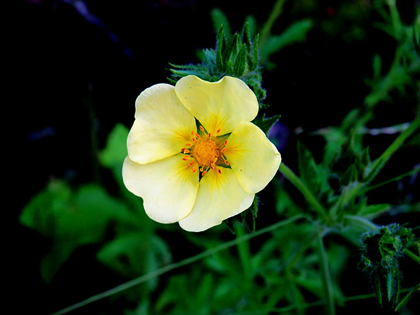 Canon PowerShot SX540 HS + 4.3 - 215.0 mm sample photo. Flower, petals, nature photography