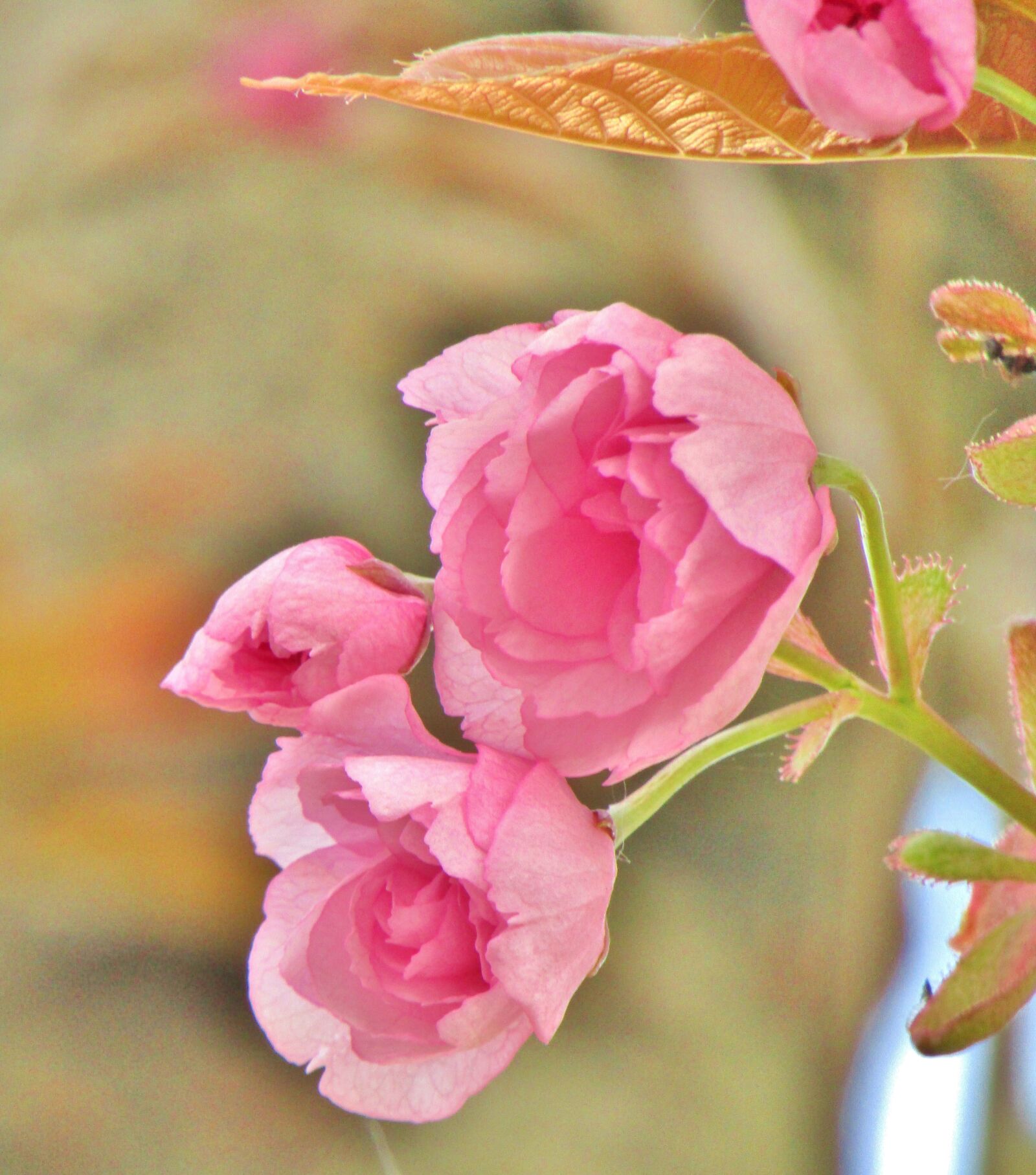 Canon POWERSHOT SX432 IS sample photo. Ornamental cherry, japanese cherry photography