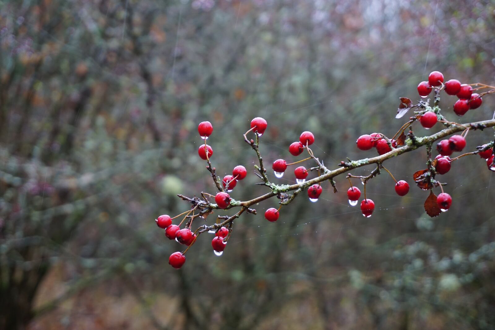 Sony a6000 sample photo. Hawthorn berries, branch, autumn photography