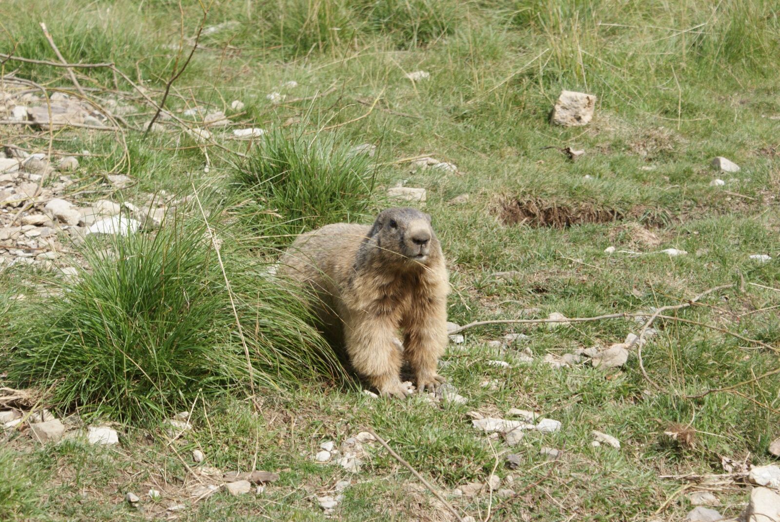 Sony Alpha DSLR-A200 sample photo. Marmot, fur, fauna photography