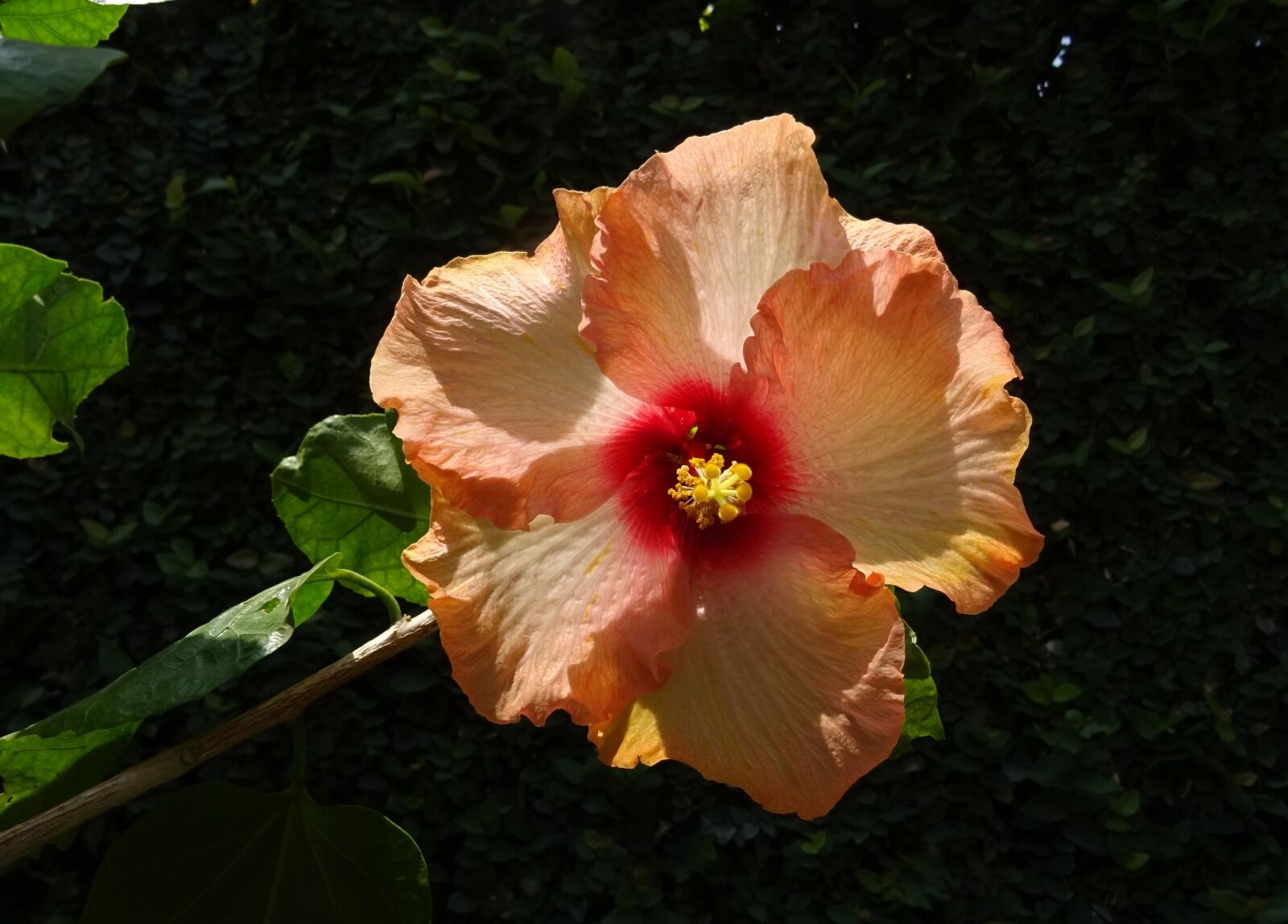 Sony DSC-HX60V sample photo. Hibiscus, peach, flower photography